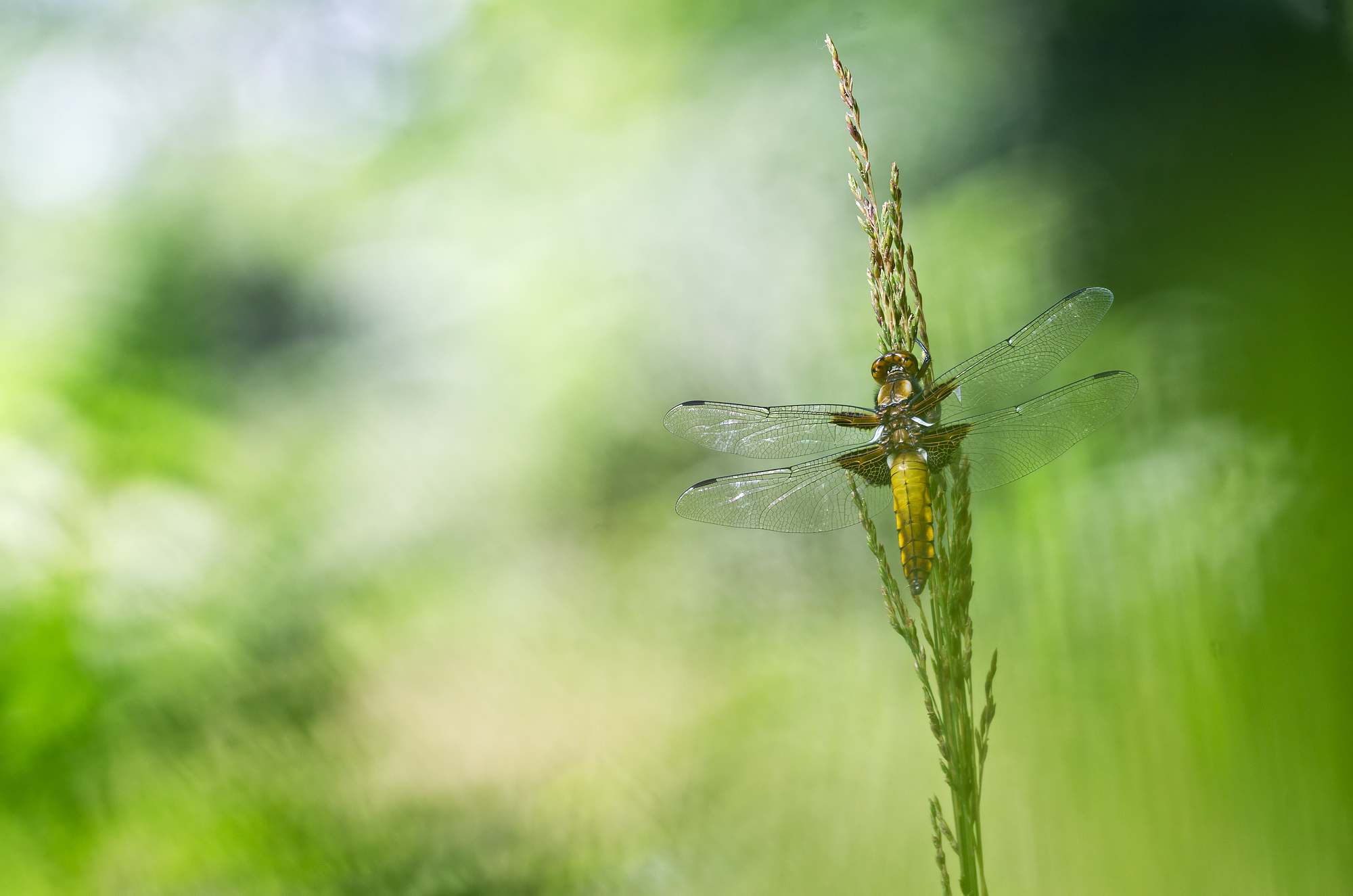 Libellula depressa (Linnaeus, 1758) - Libellulidae
