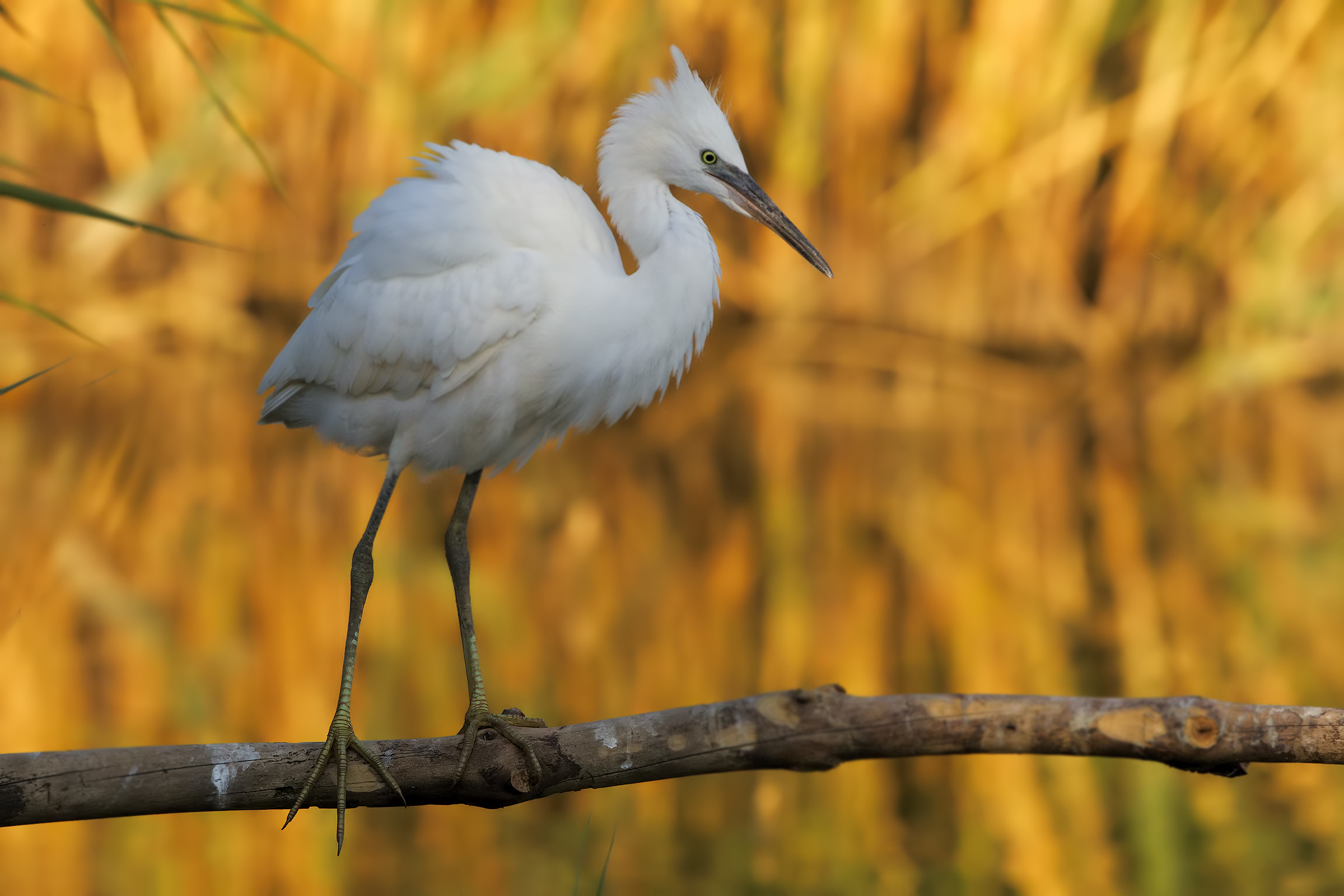 egret at sunset