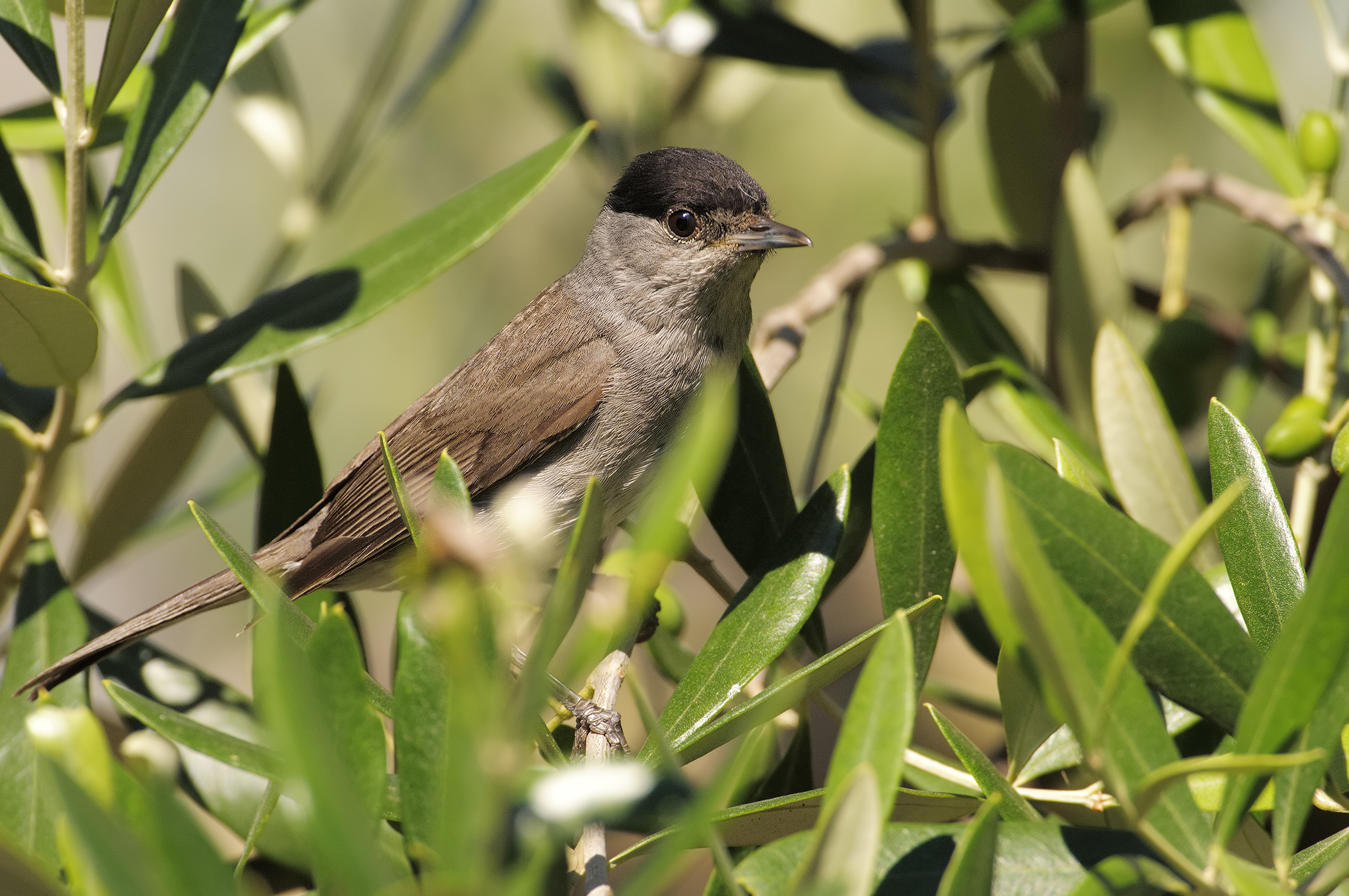 M blackcap (Sylvia atricapilla)