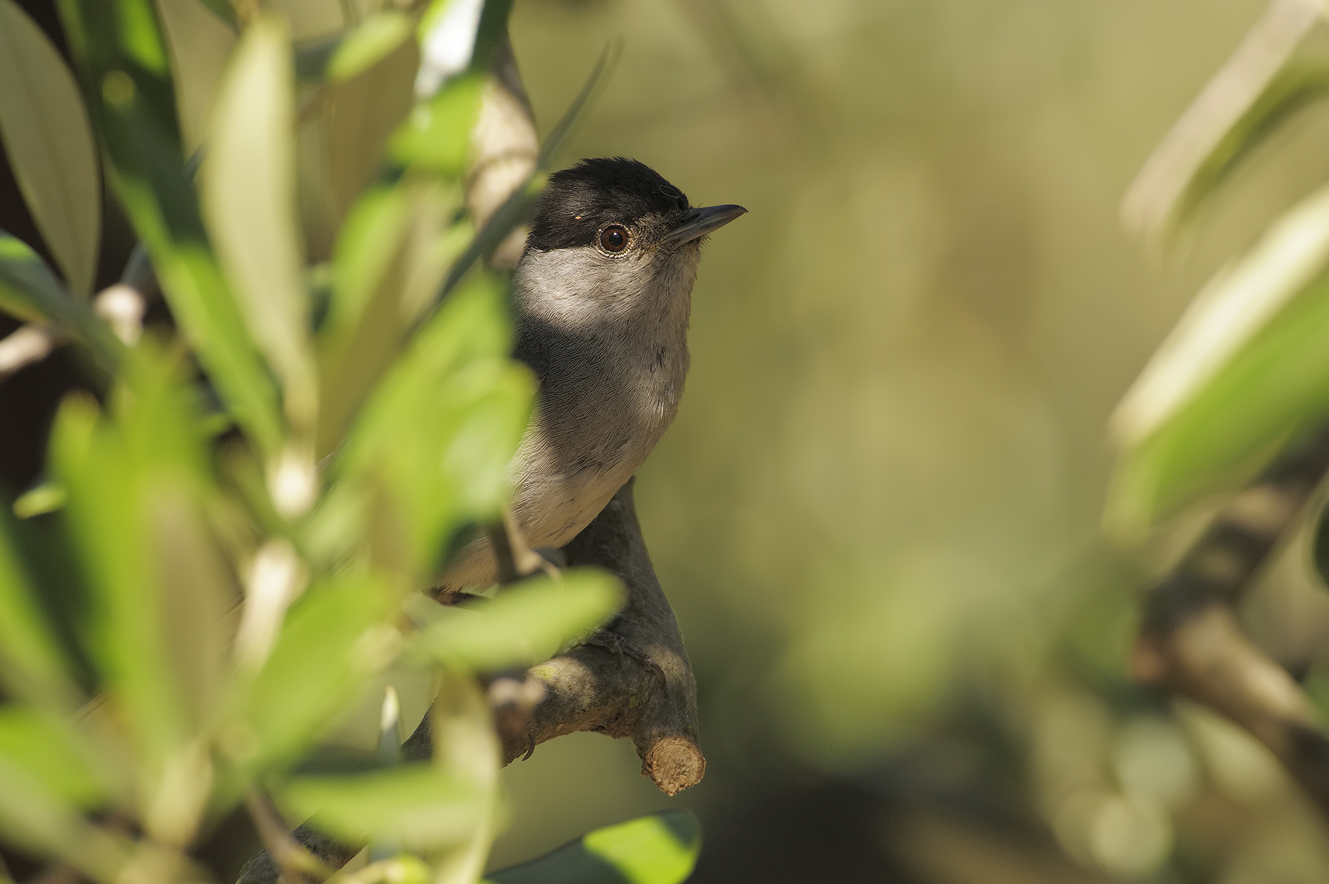 M blackcap (Sylvia atricapilla)