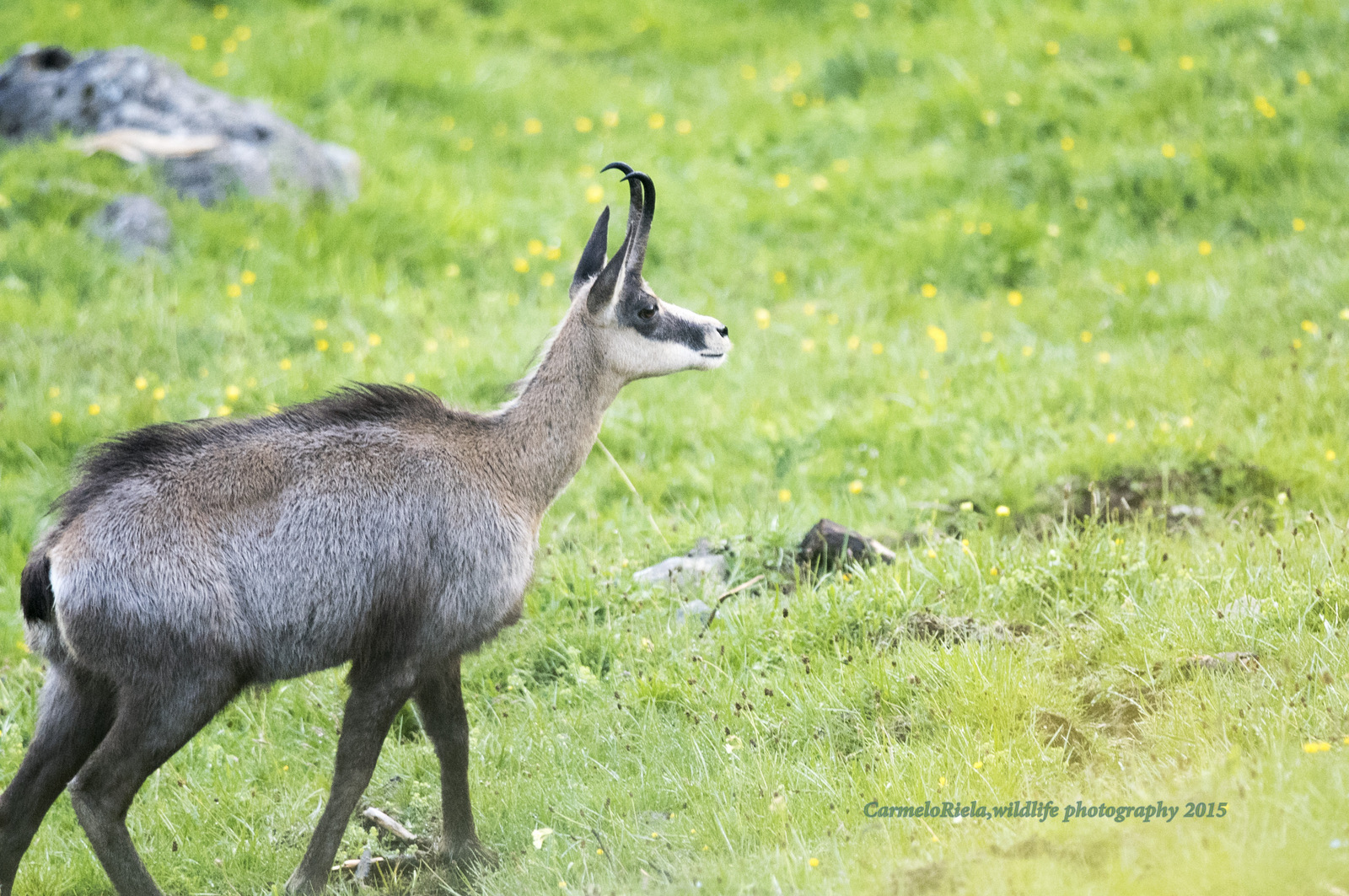 Camoscio in guardia!