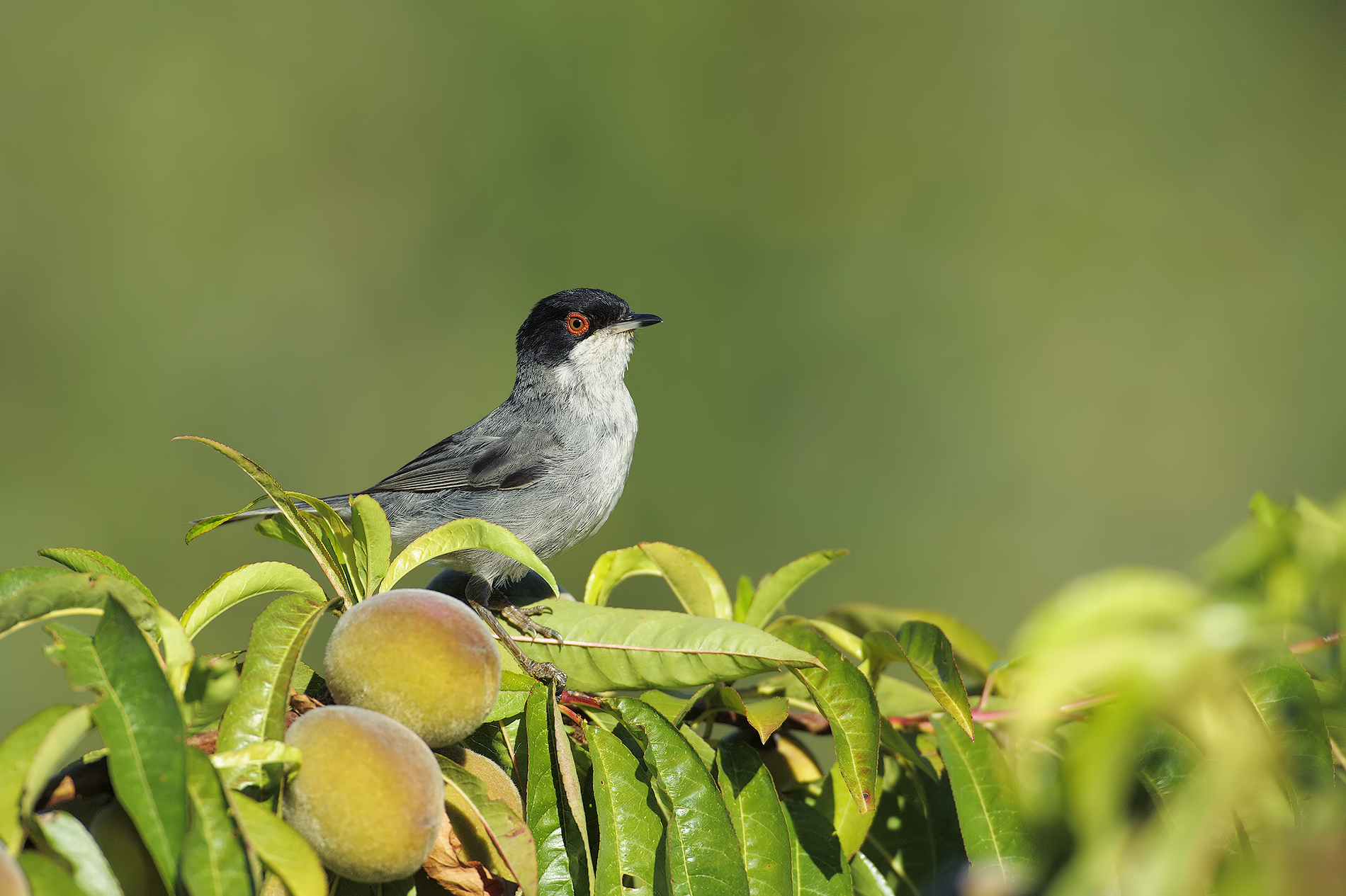 Warbler on peach