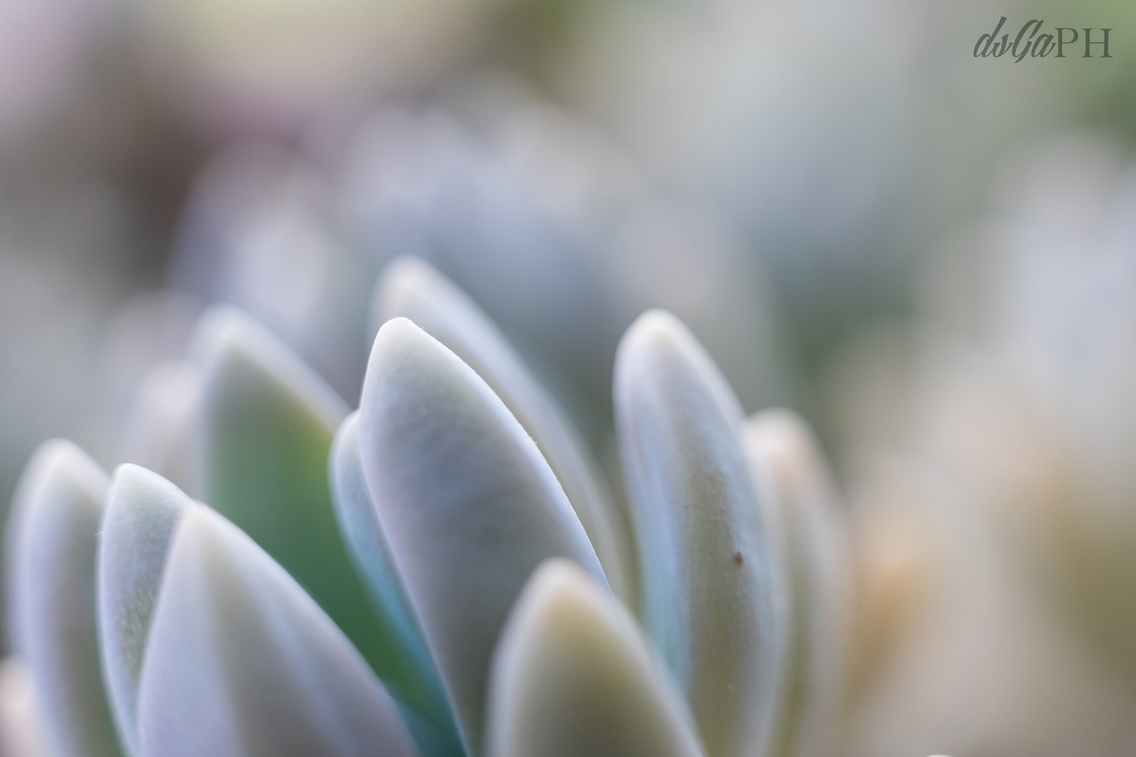 Pianta grassa close-up