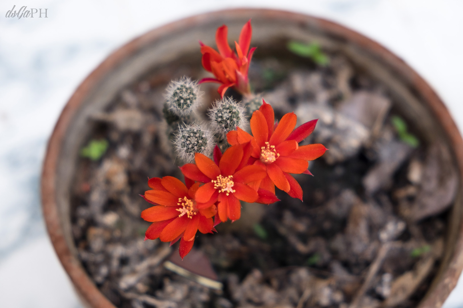 Rebutia minuscula rossa
