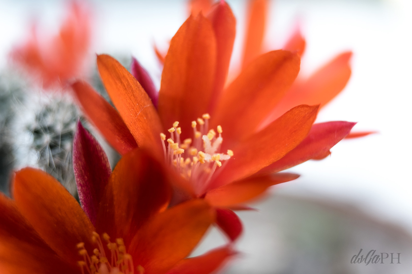 Rebutia close-up