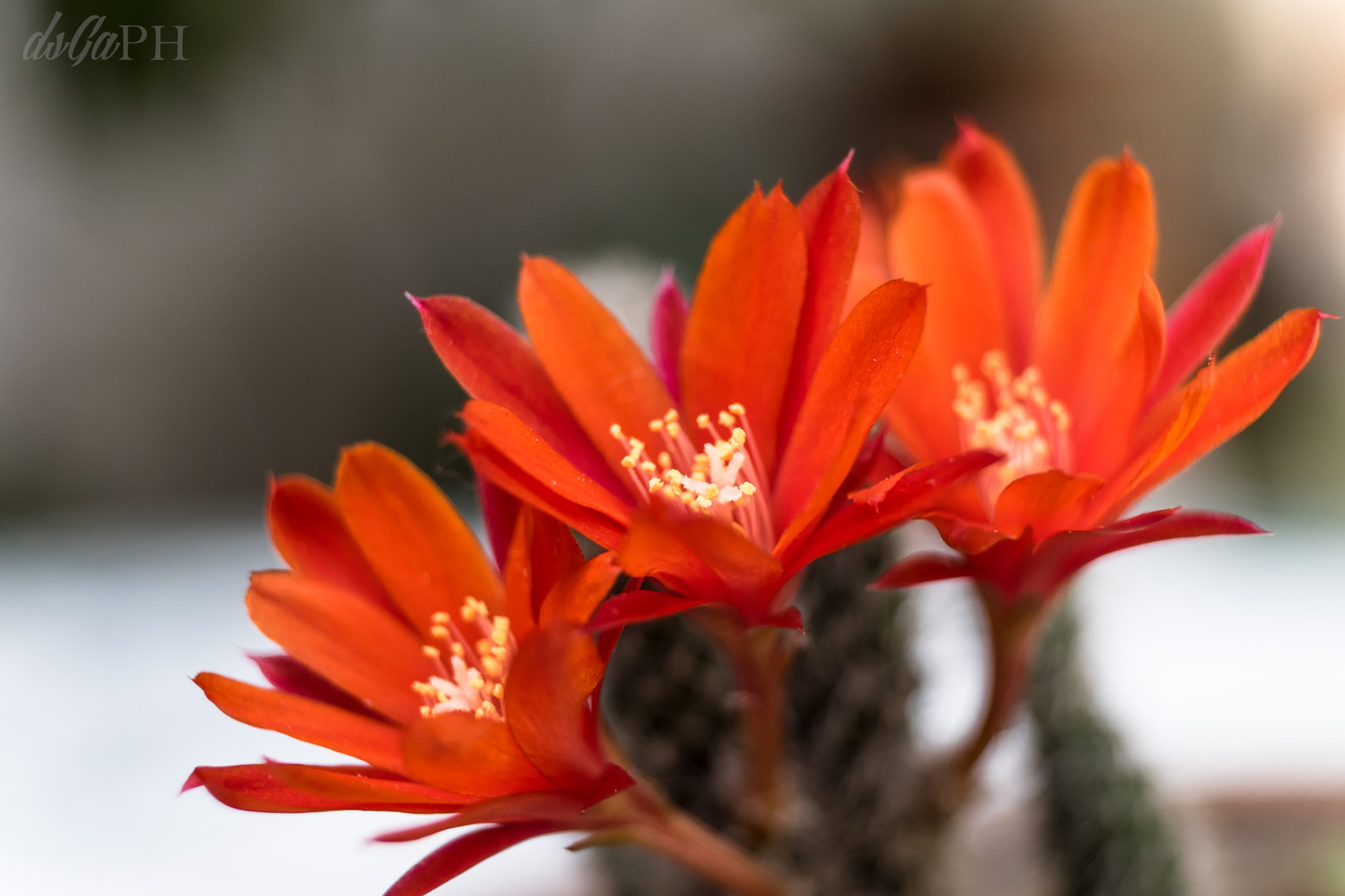 Rebutia minuscula 2