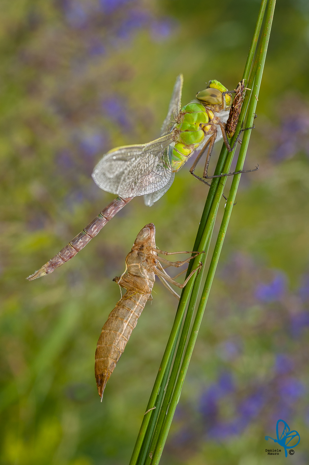 Anax imperator