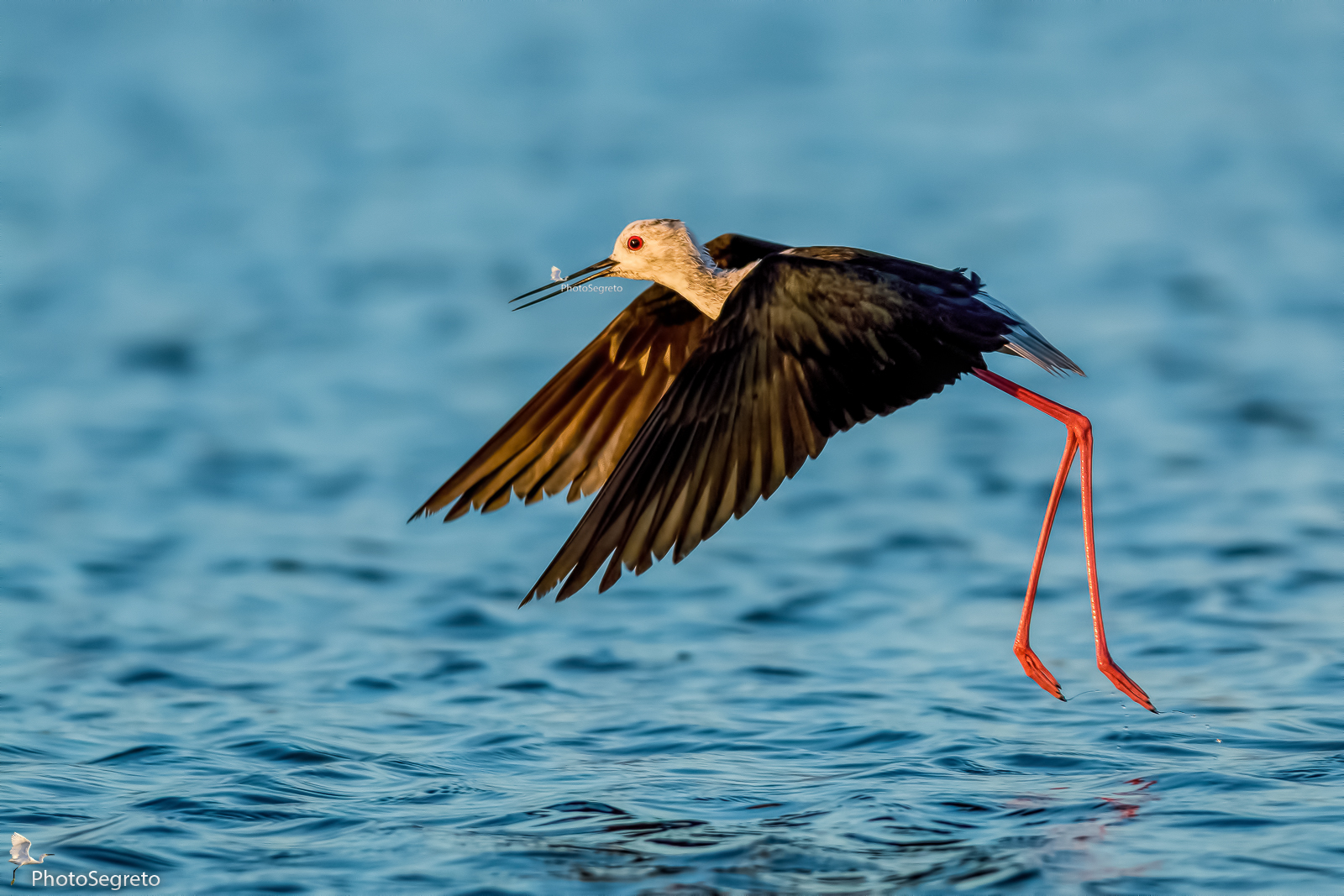 Cavaliere saltellante..al tramonto!