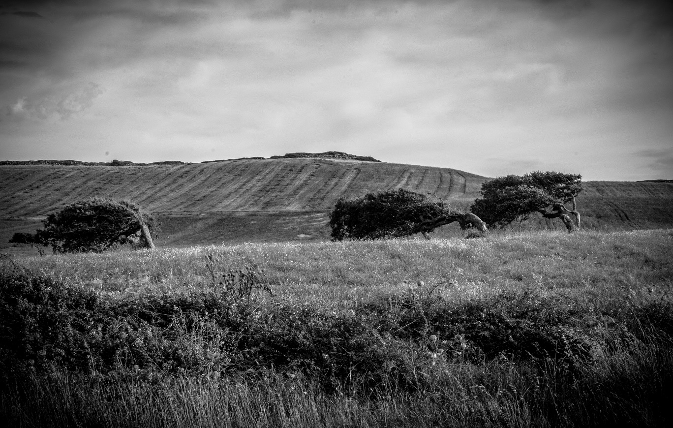 Alberi piegati dal maestrale 2