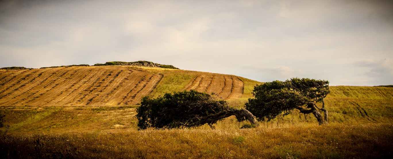 Trees bent by the mistral 1