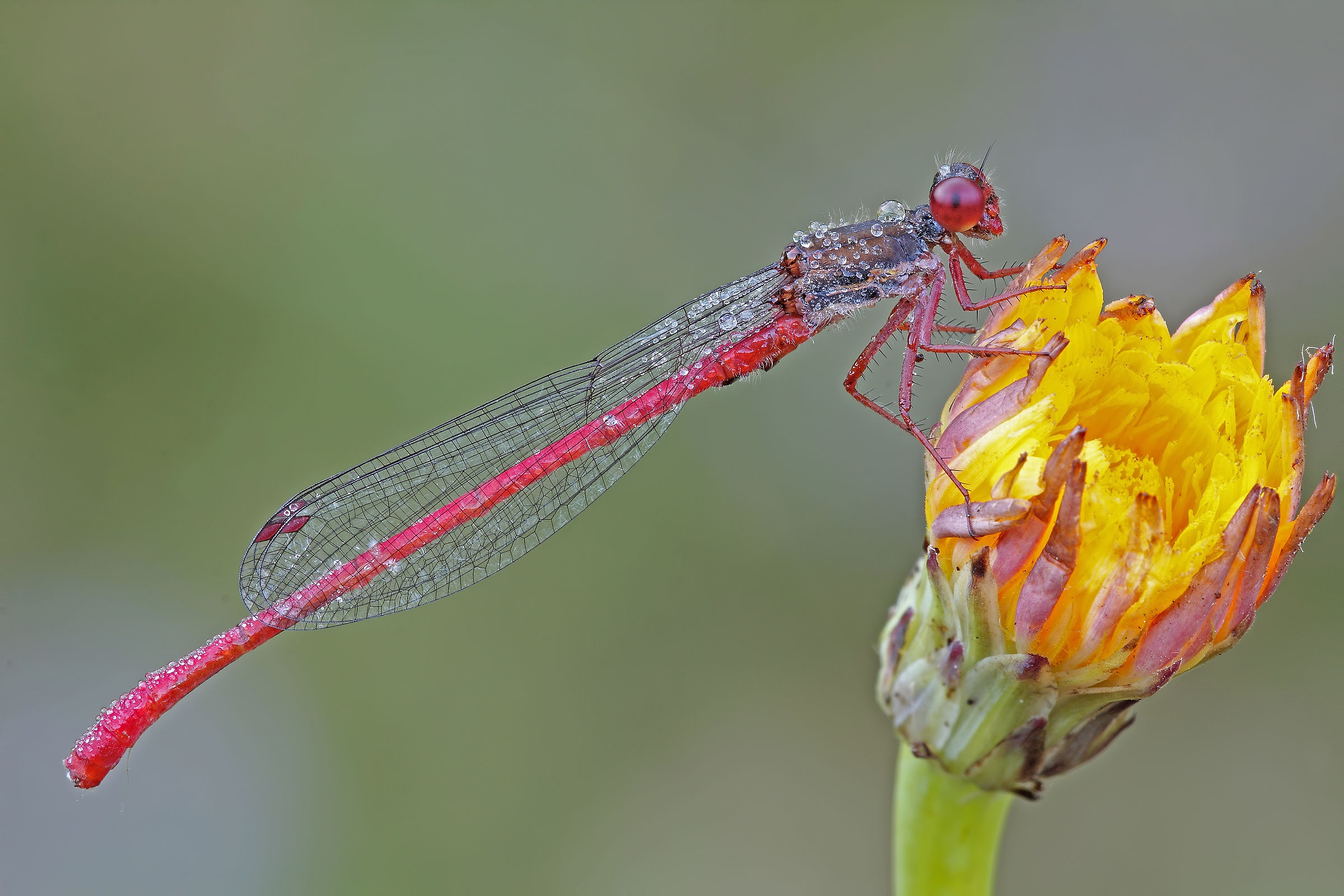 As a brazier .... !!!