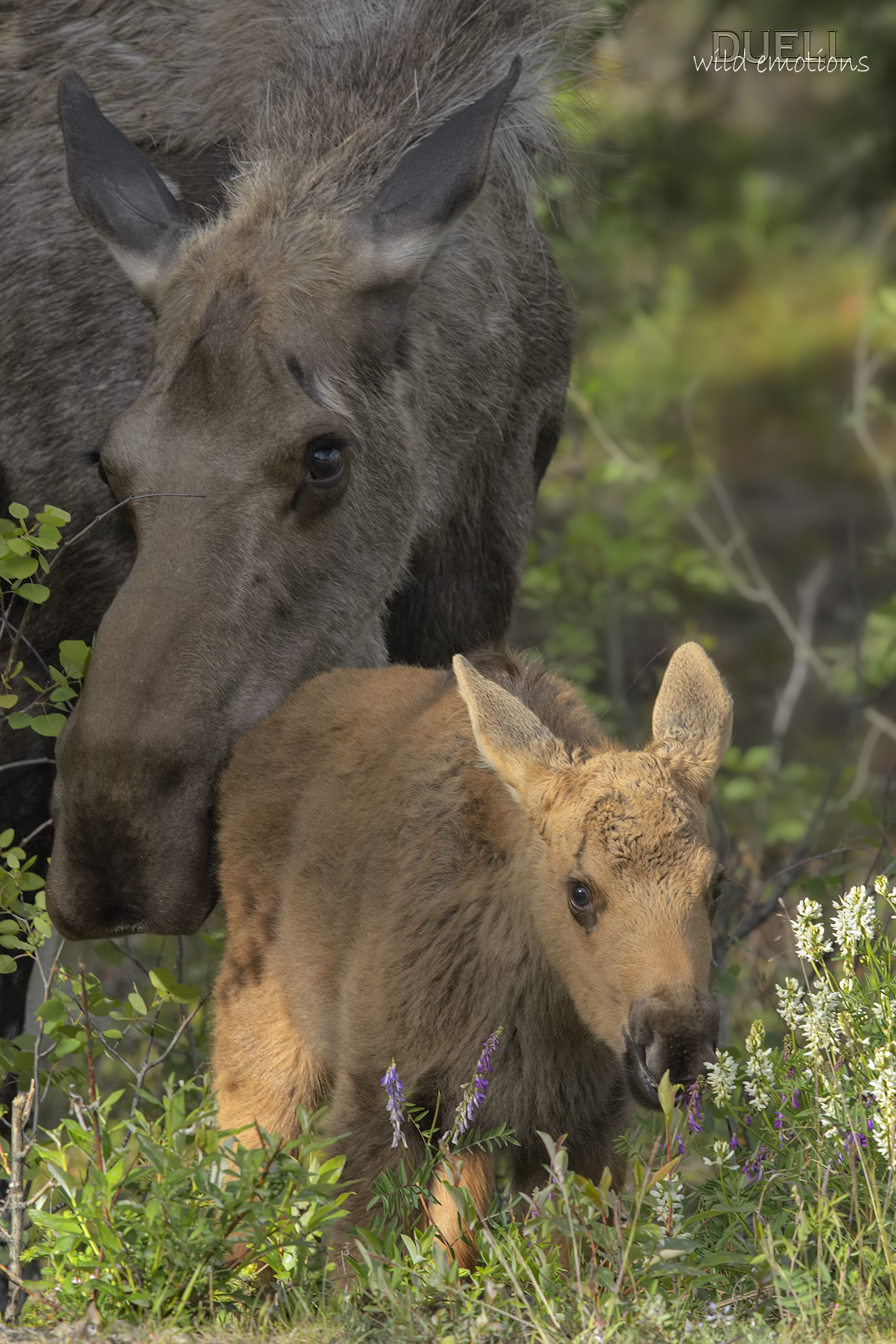 do not angry mother moose