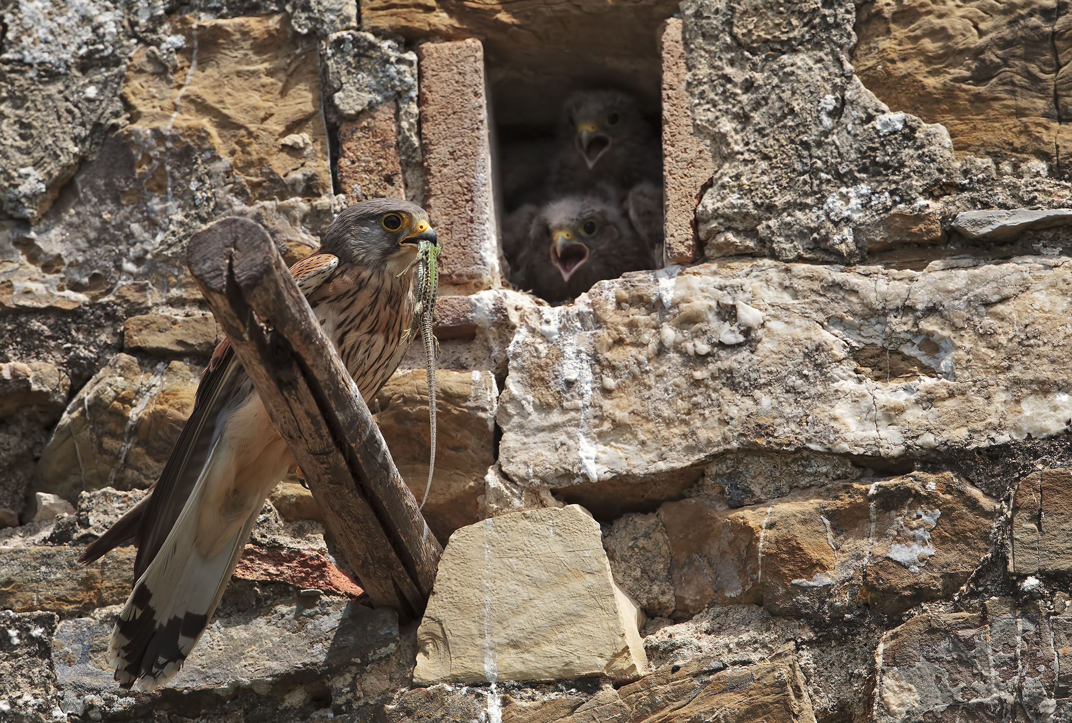 Gheppio maschio e preda...