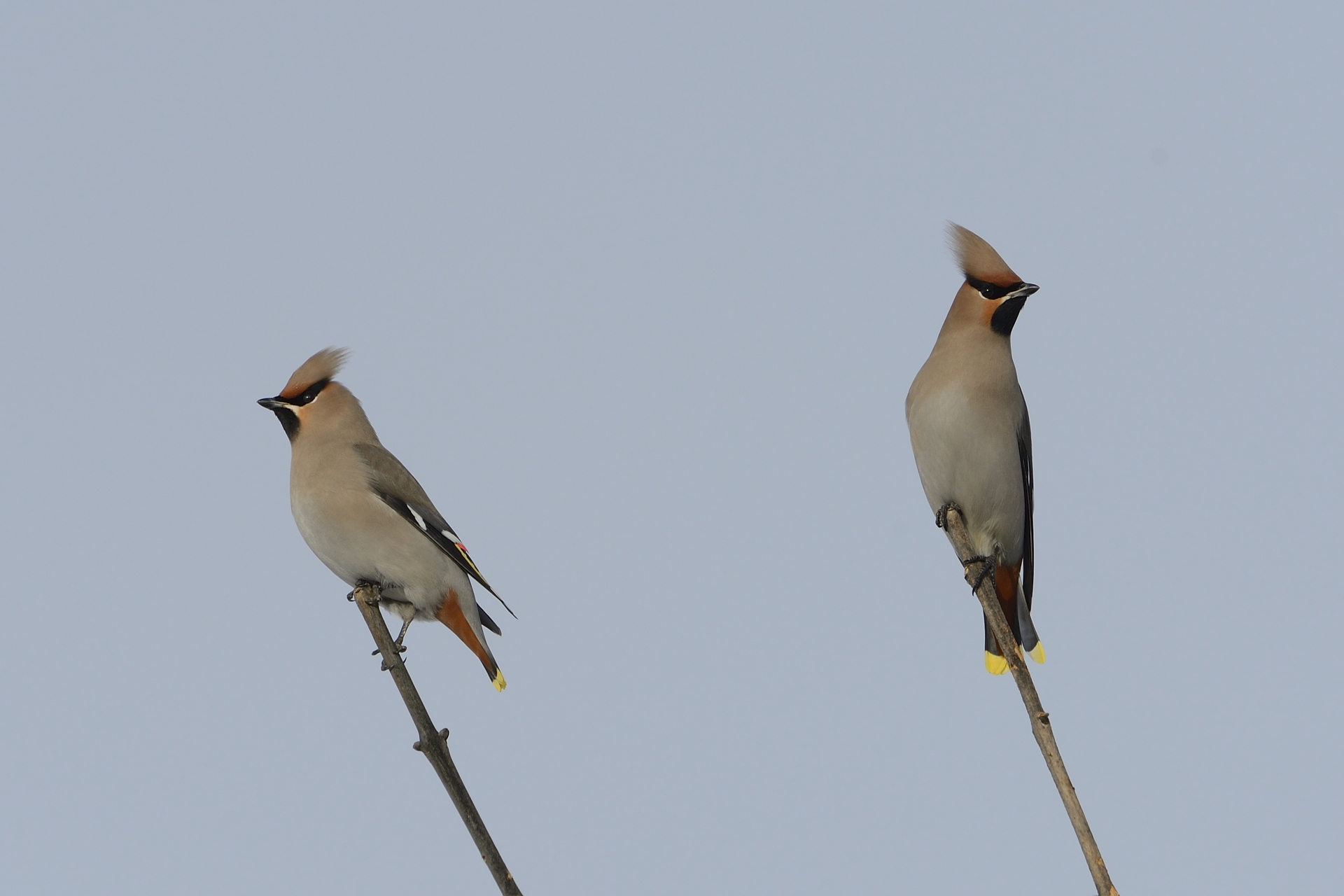Waxwings