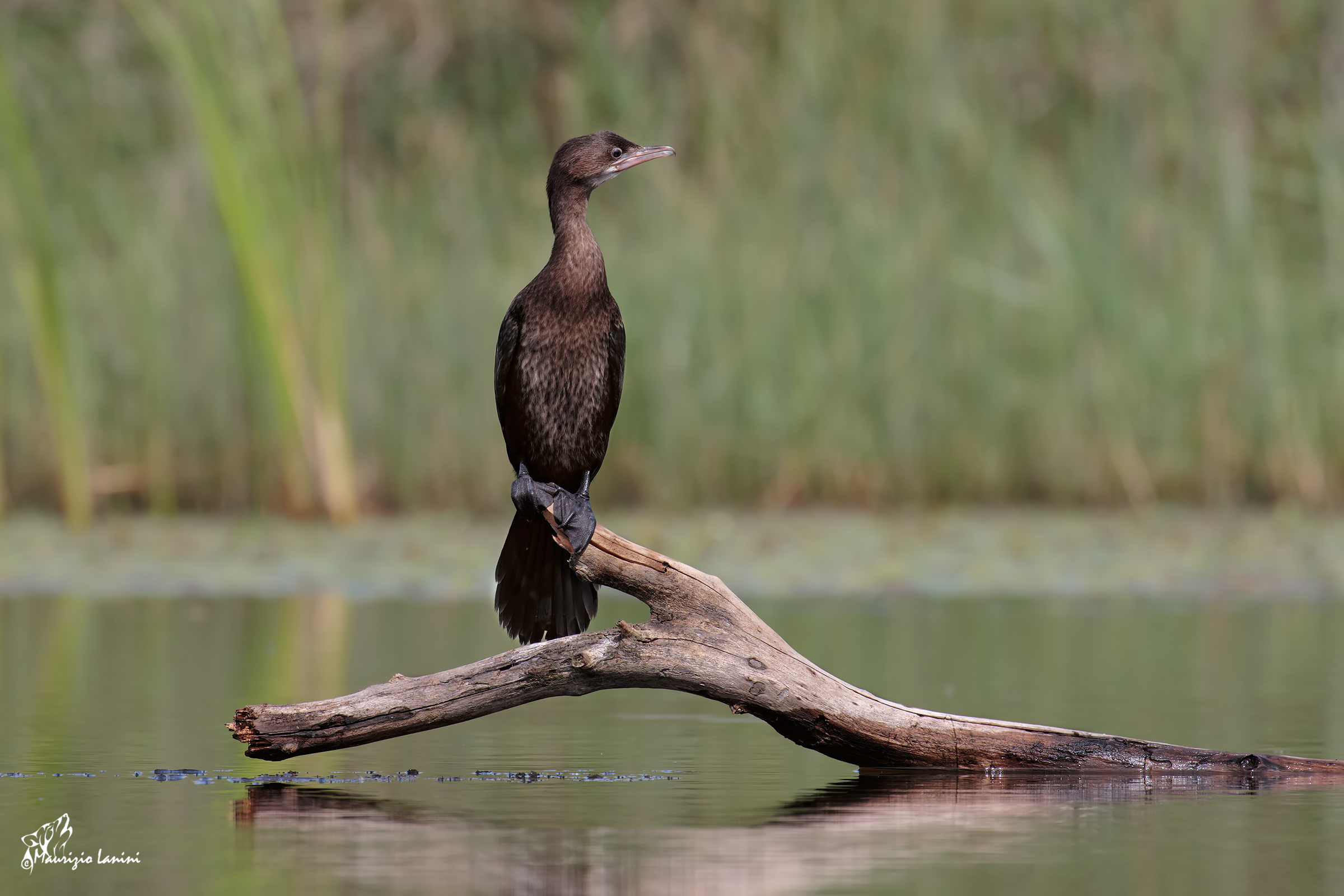 Marangone minore ( solo HD)