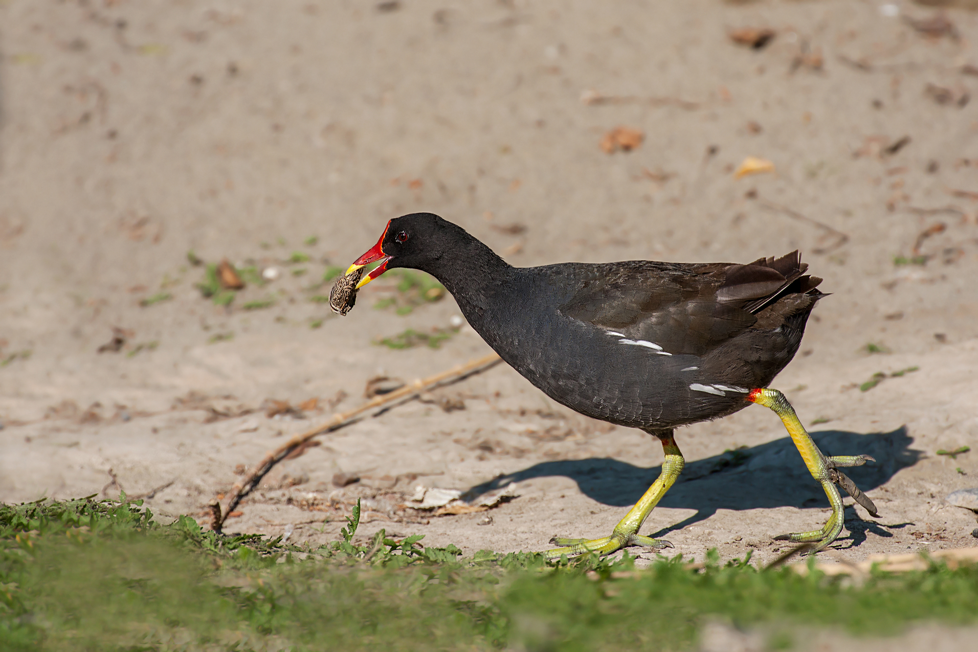 Canon 100-400 serie 2 + kenko 1,4x dgx: