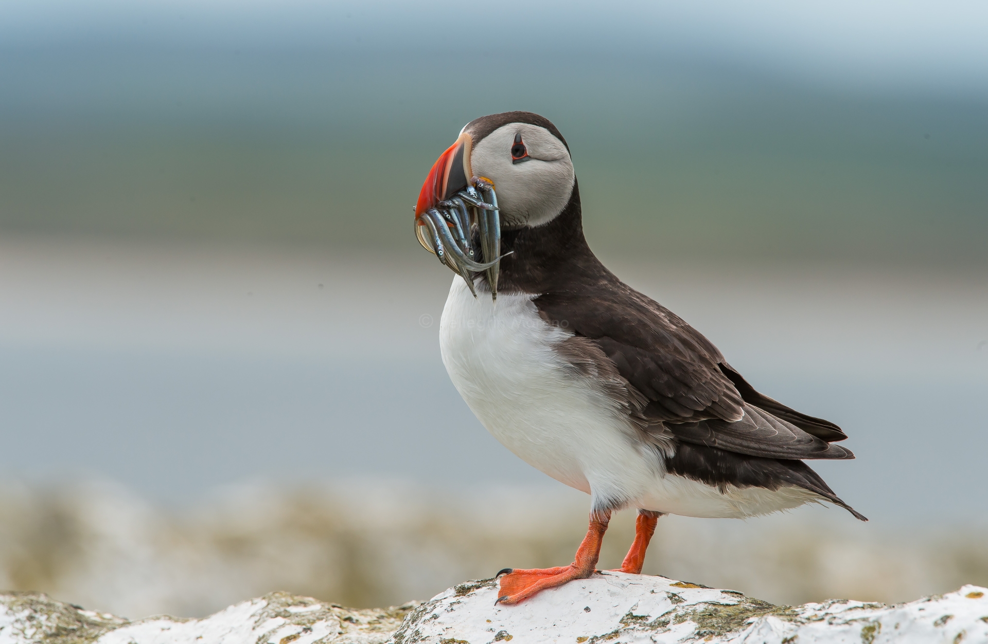 Posing with their catch
