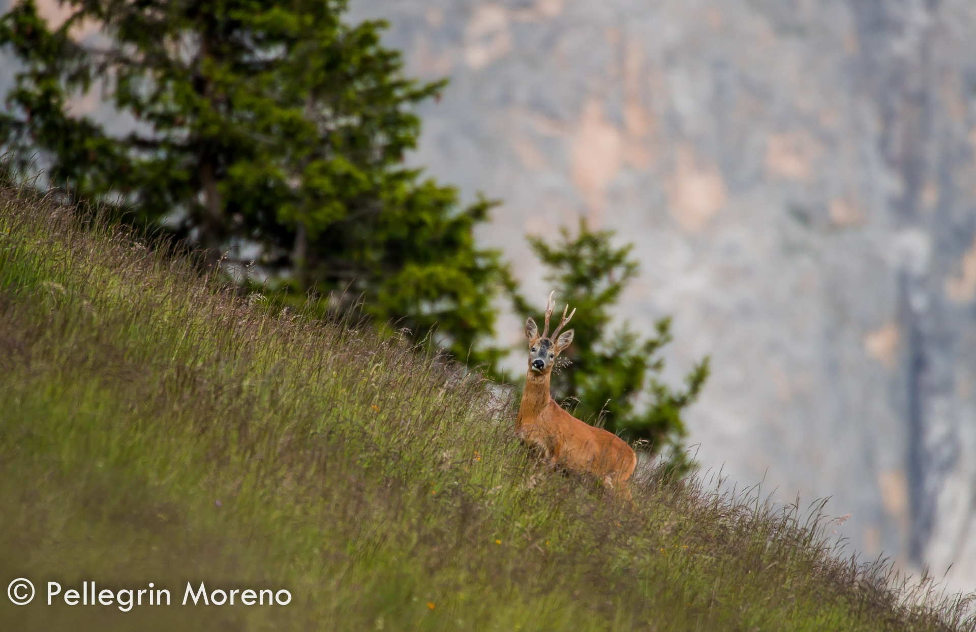 roe Dolomites