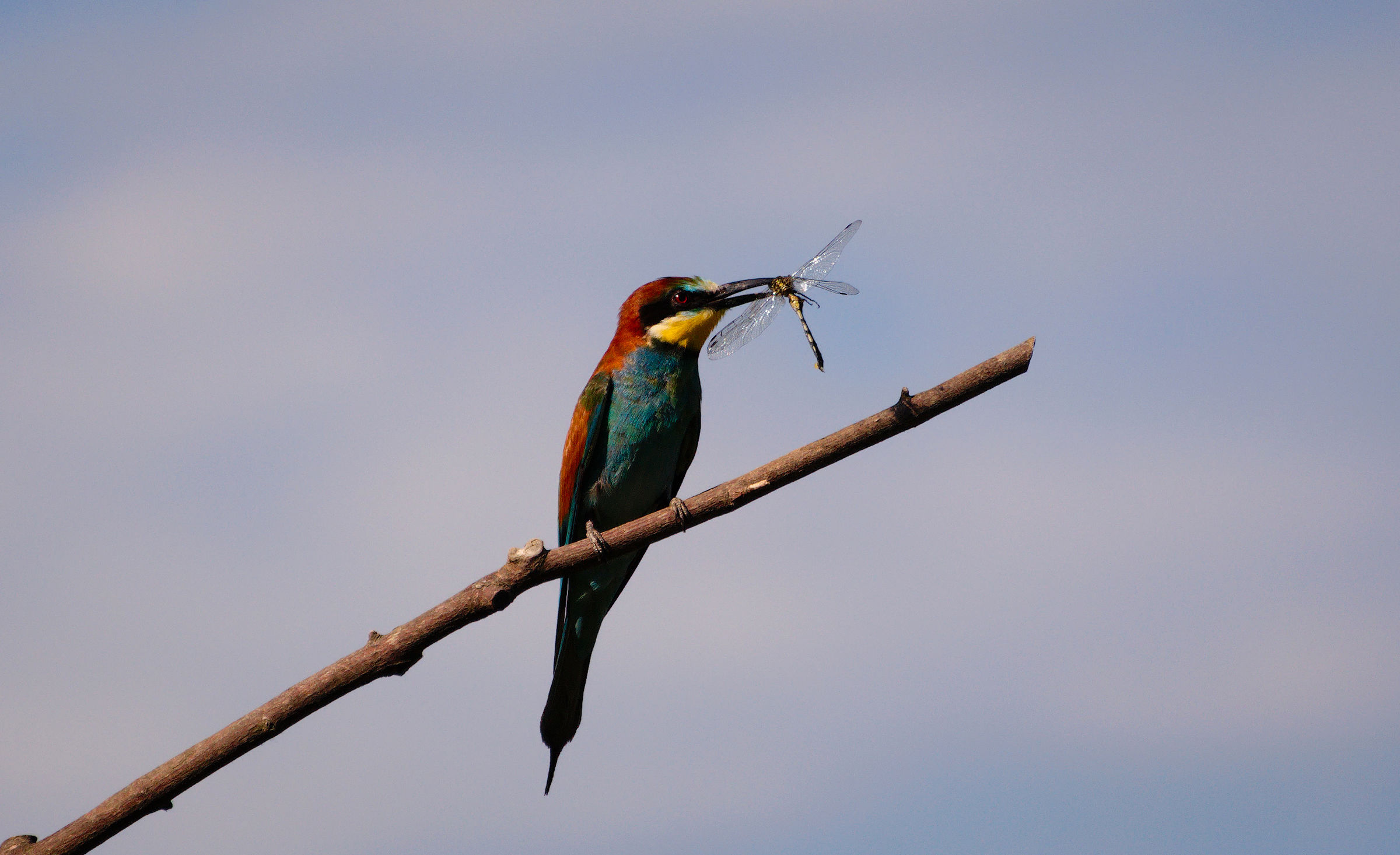 Una cena sostanziosa