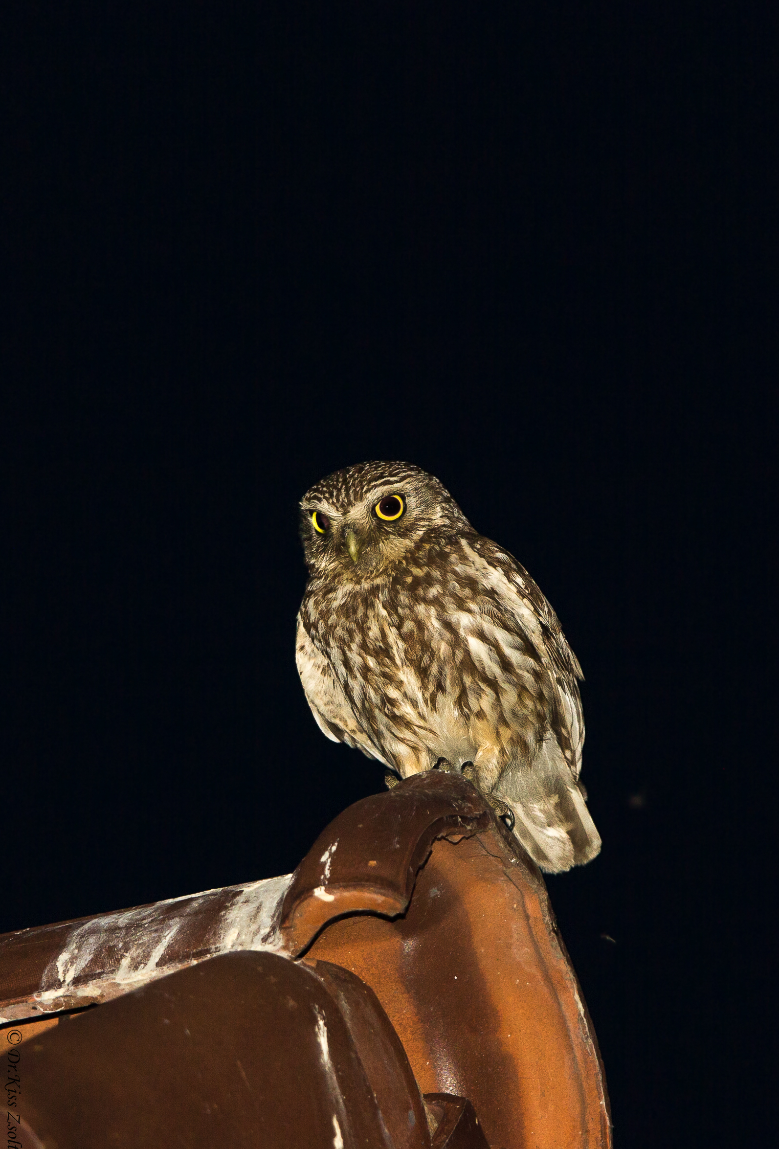 Piccolo gufo sul tetto