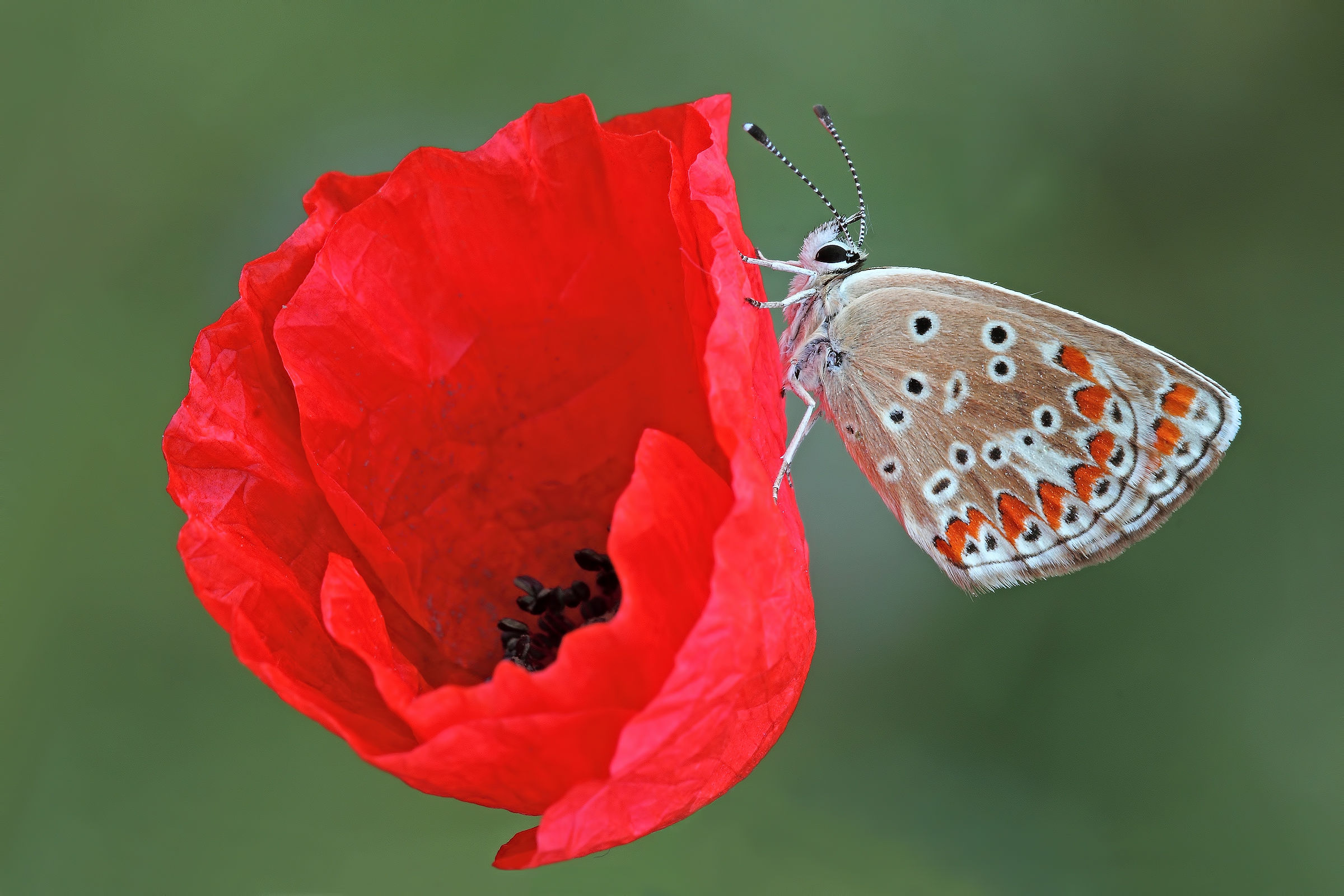 Su una piccola nuvola rossa....!