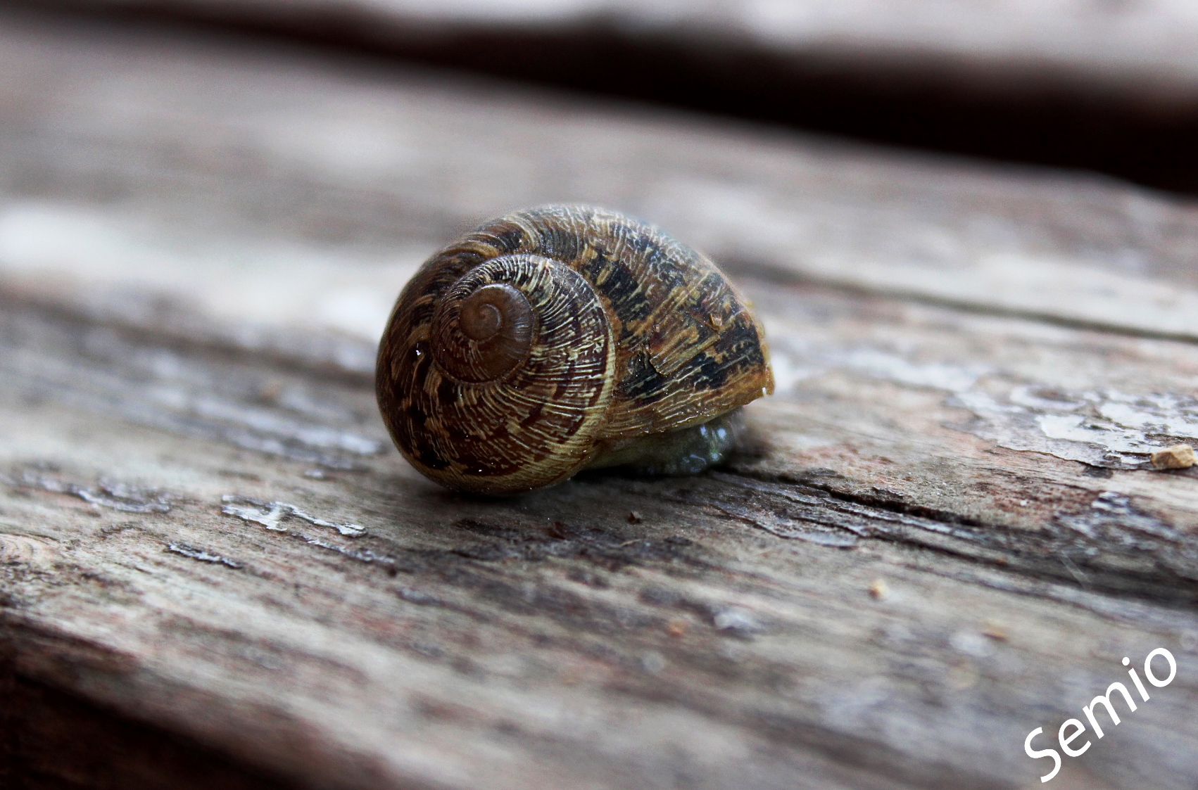 Snail