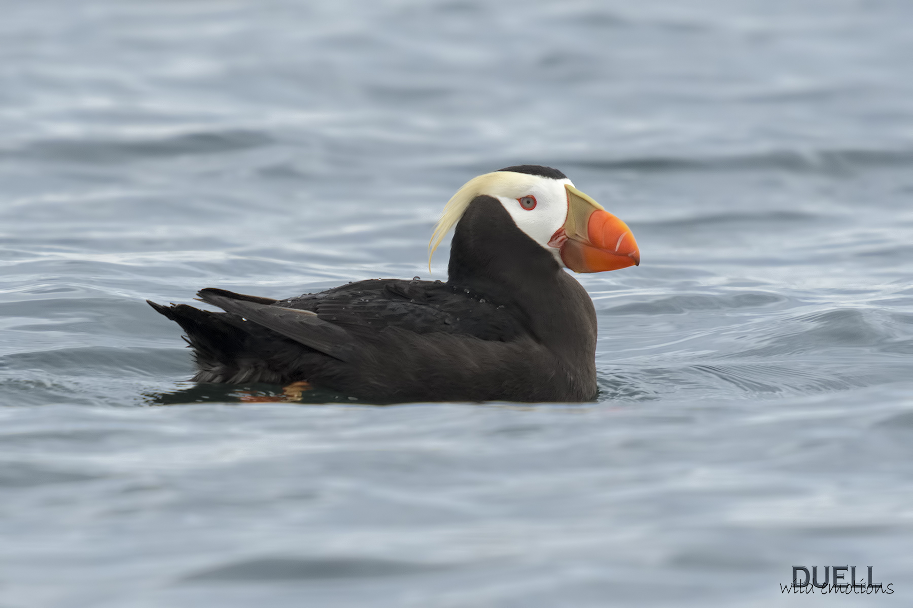 Tufted puffin