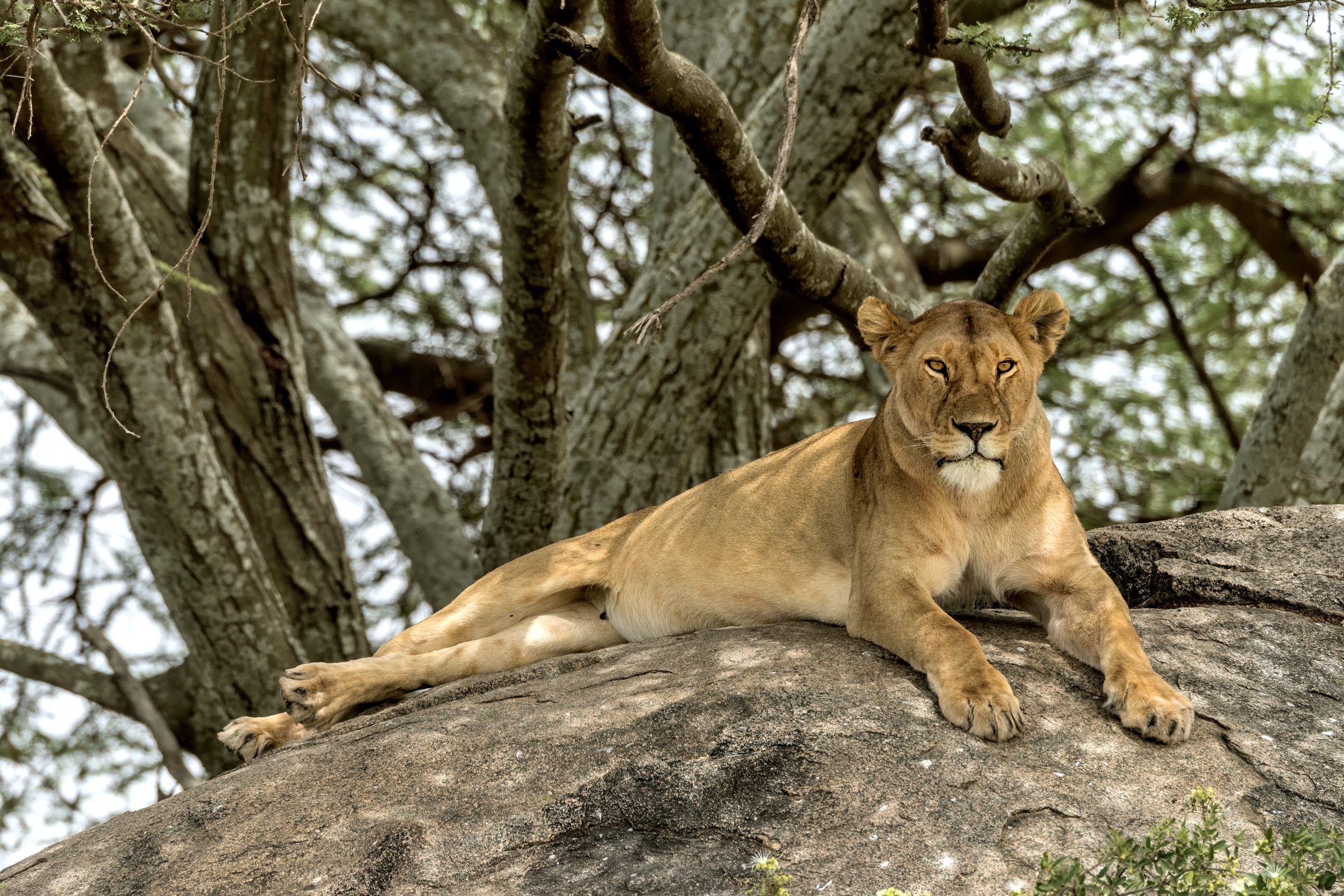 Tanzania 2015 - Sul trono