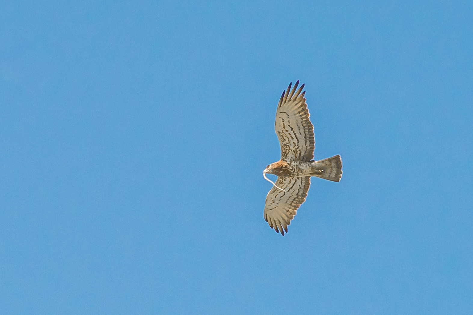 Biancone cacciatore !