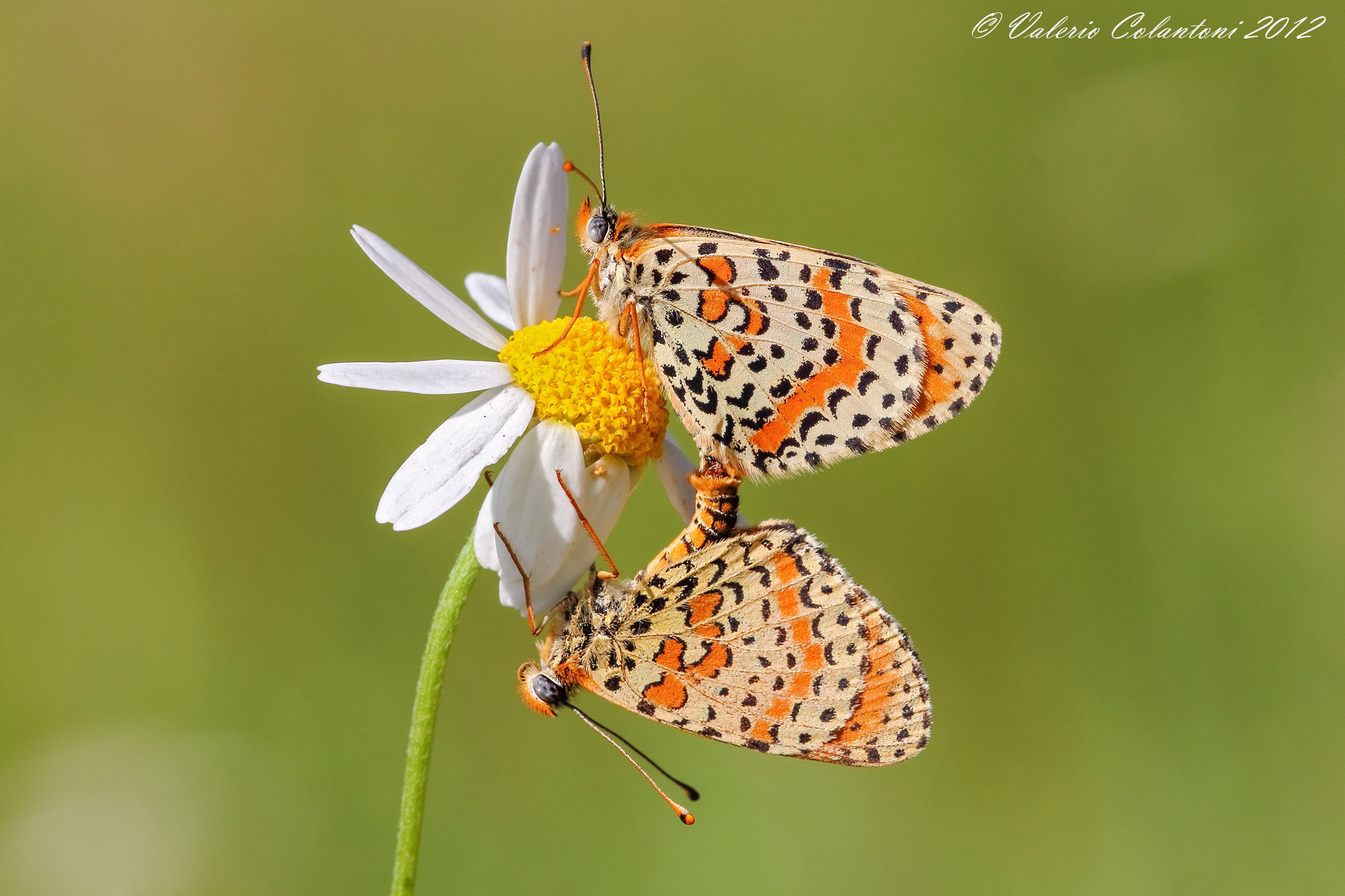 Accoppiamento di melitea...