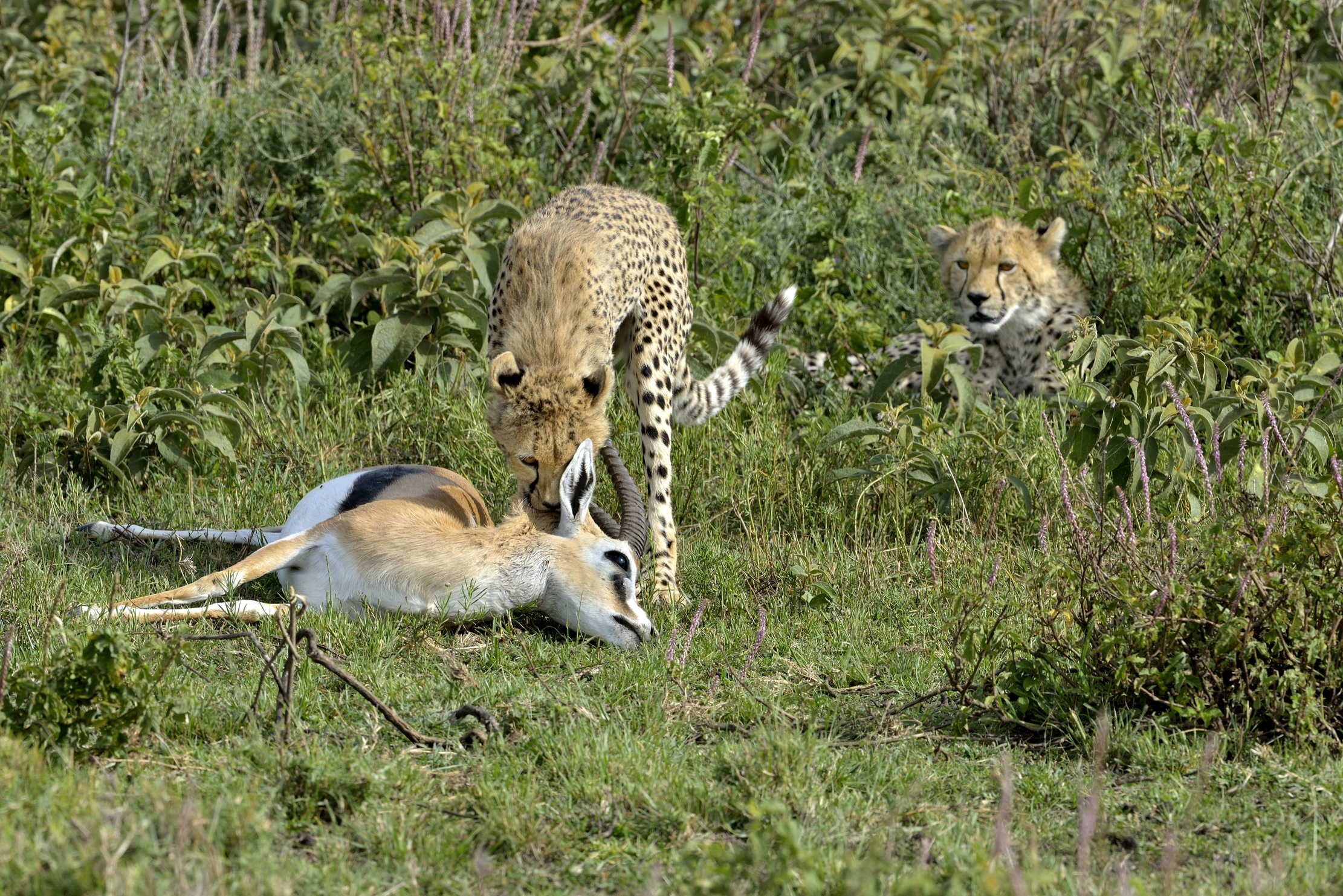 Tanzania 2015 - Con la preda