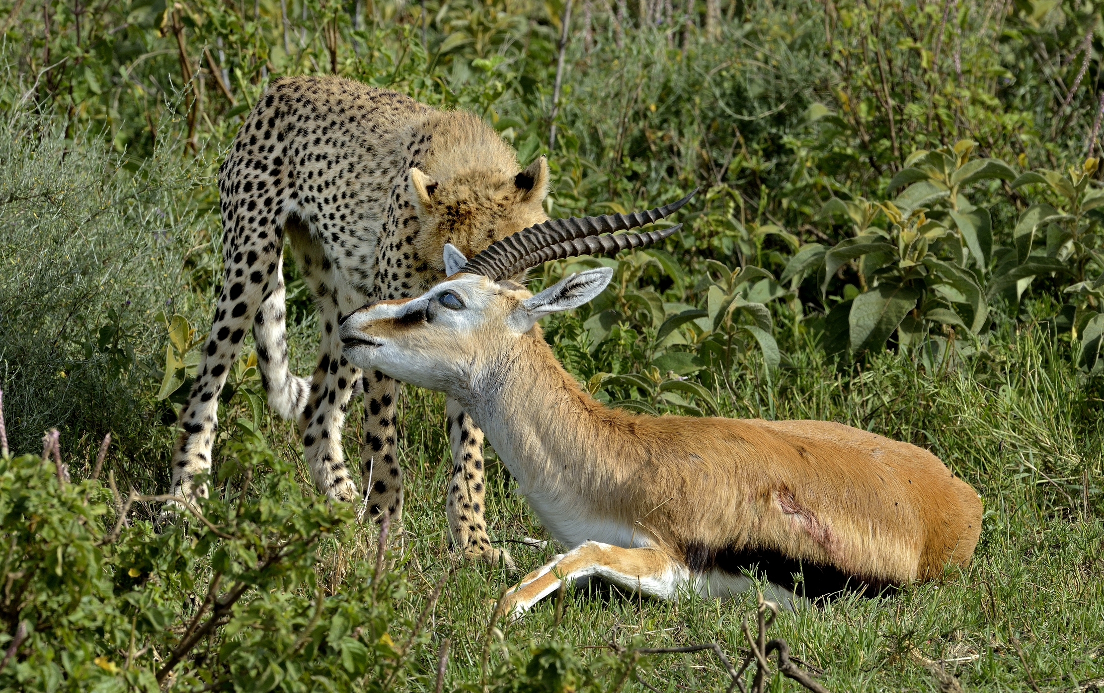 Tanzania 2015 - Con la preda