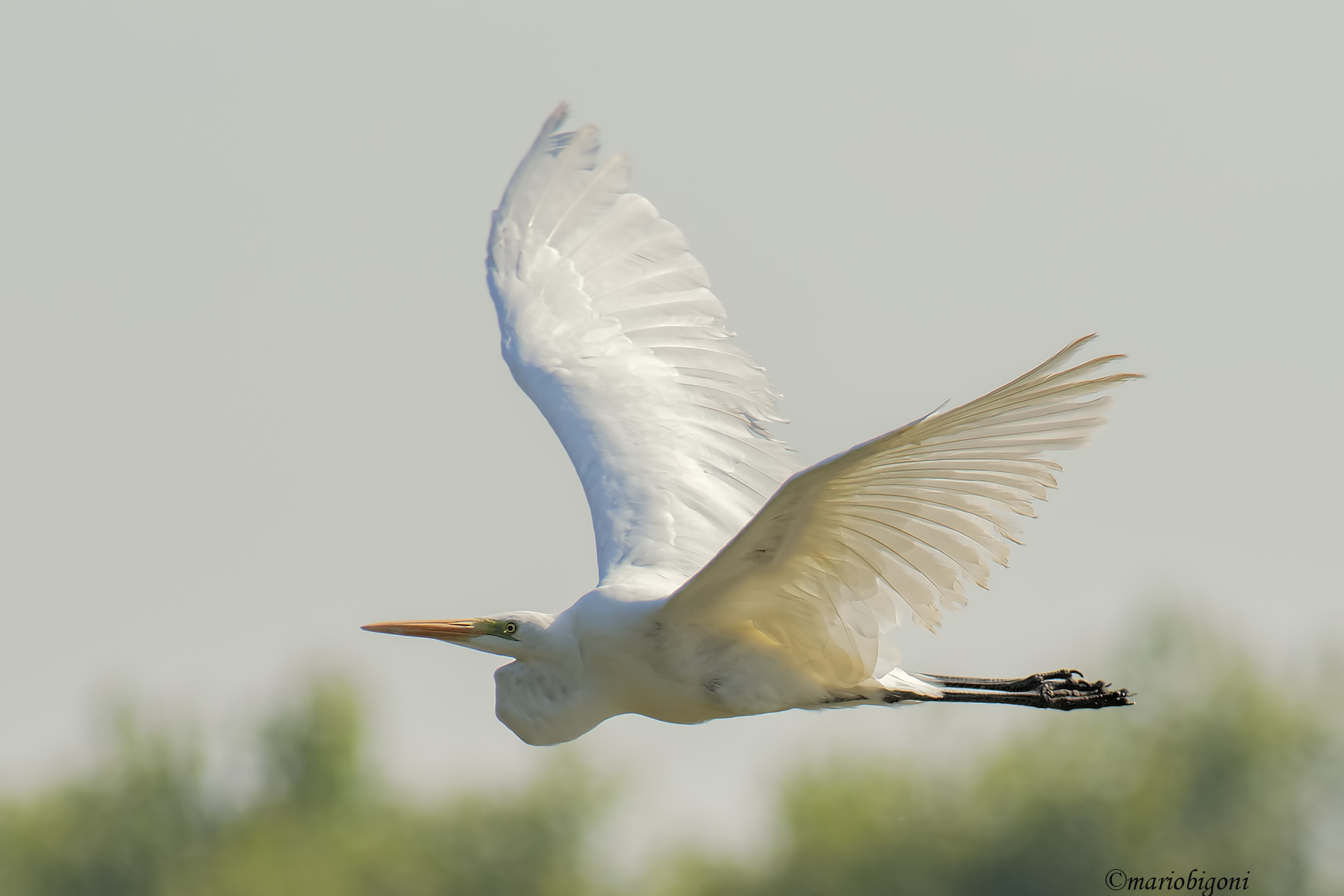 great white heron