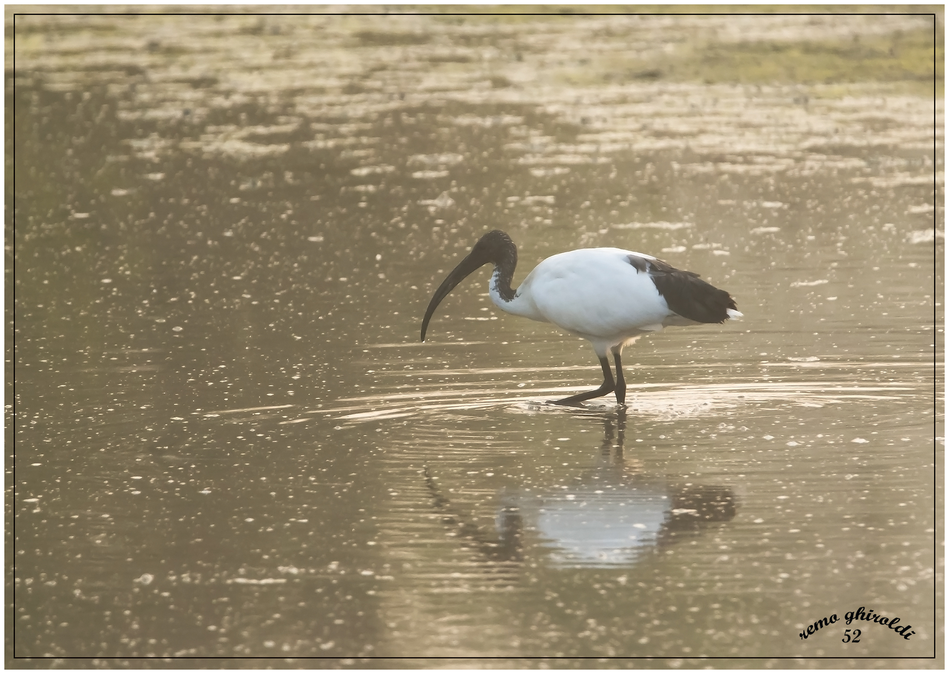 ibis
