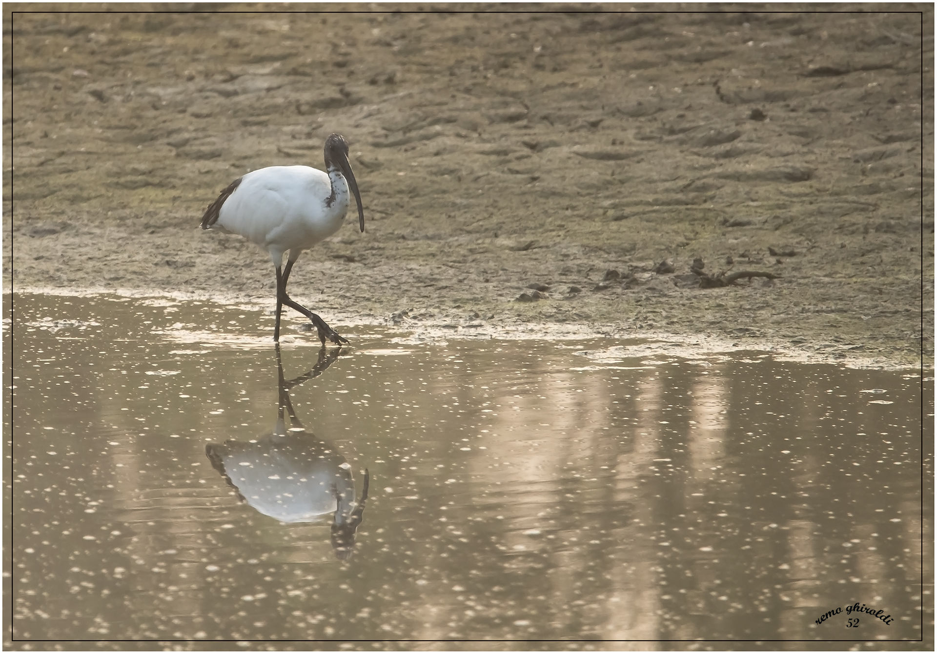 ibis
