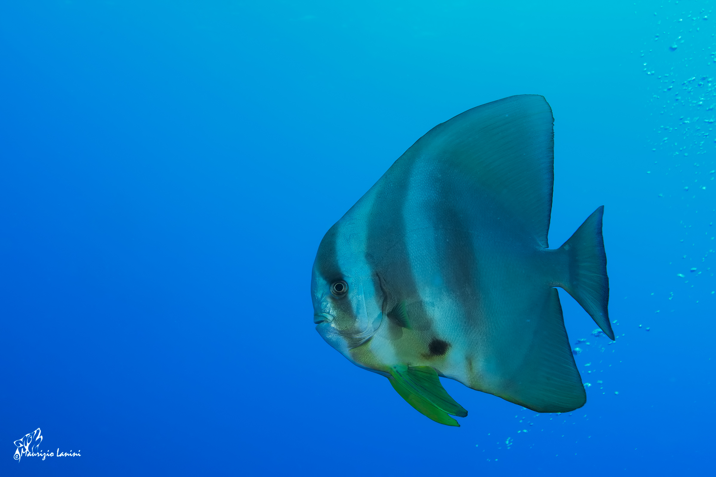 Pesce pipistrello (solo HD)