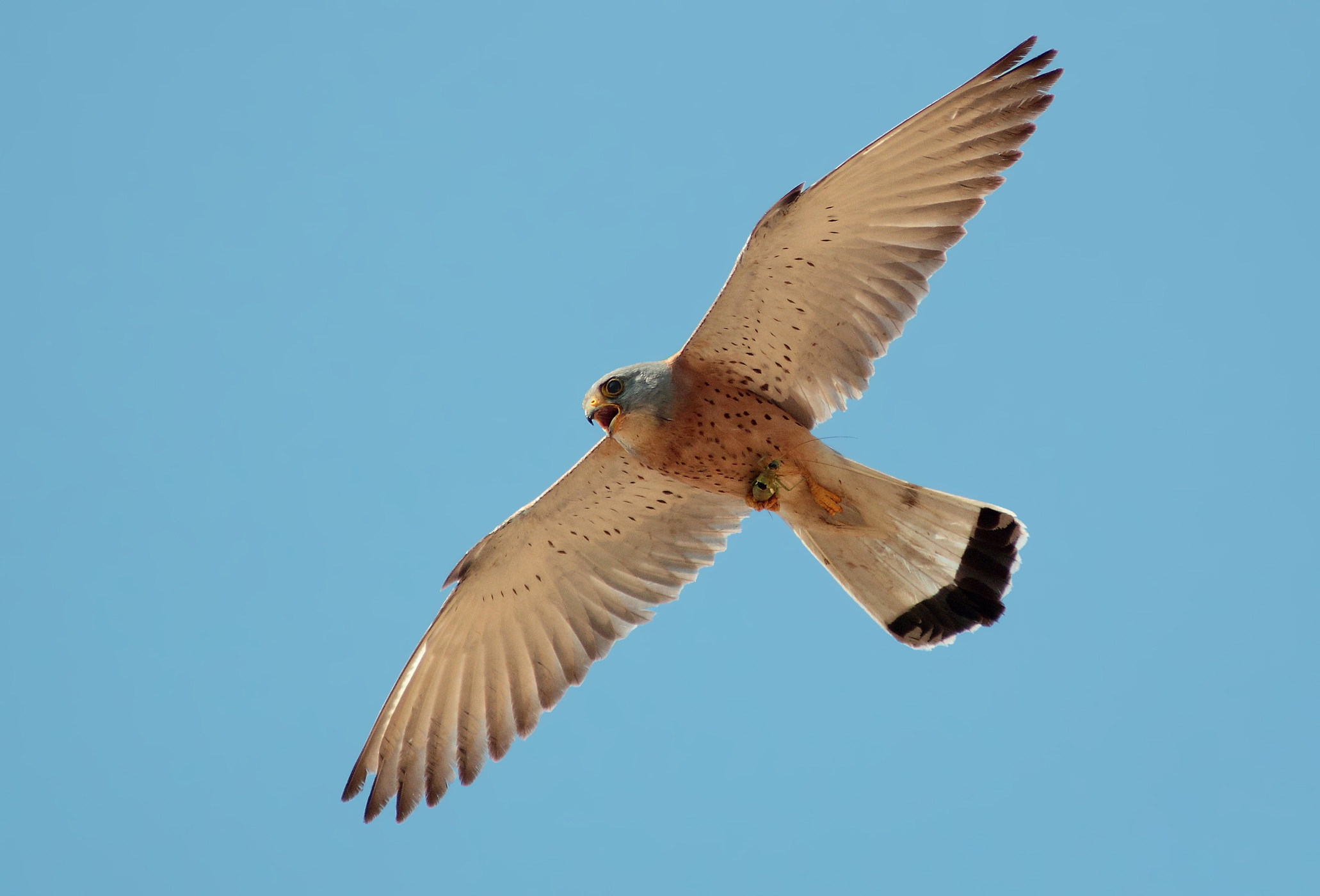 L'urlo del grillaio con preda