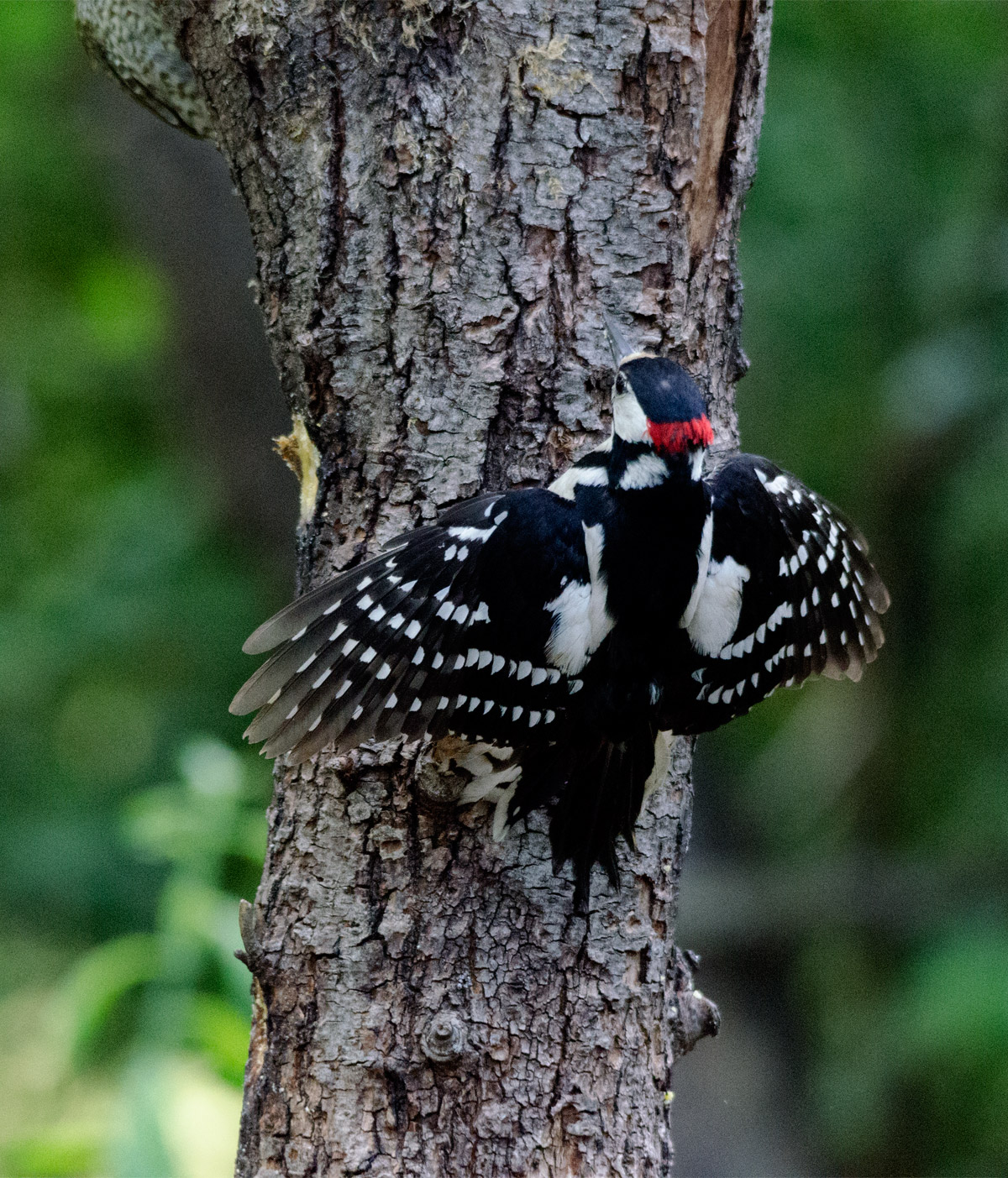 Woodpecker