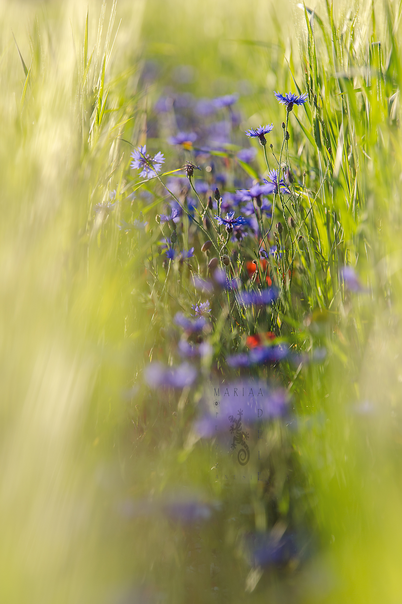 like little soldiers in the trenches