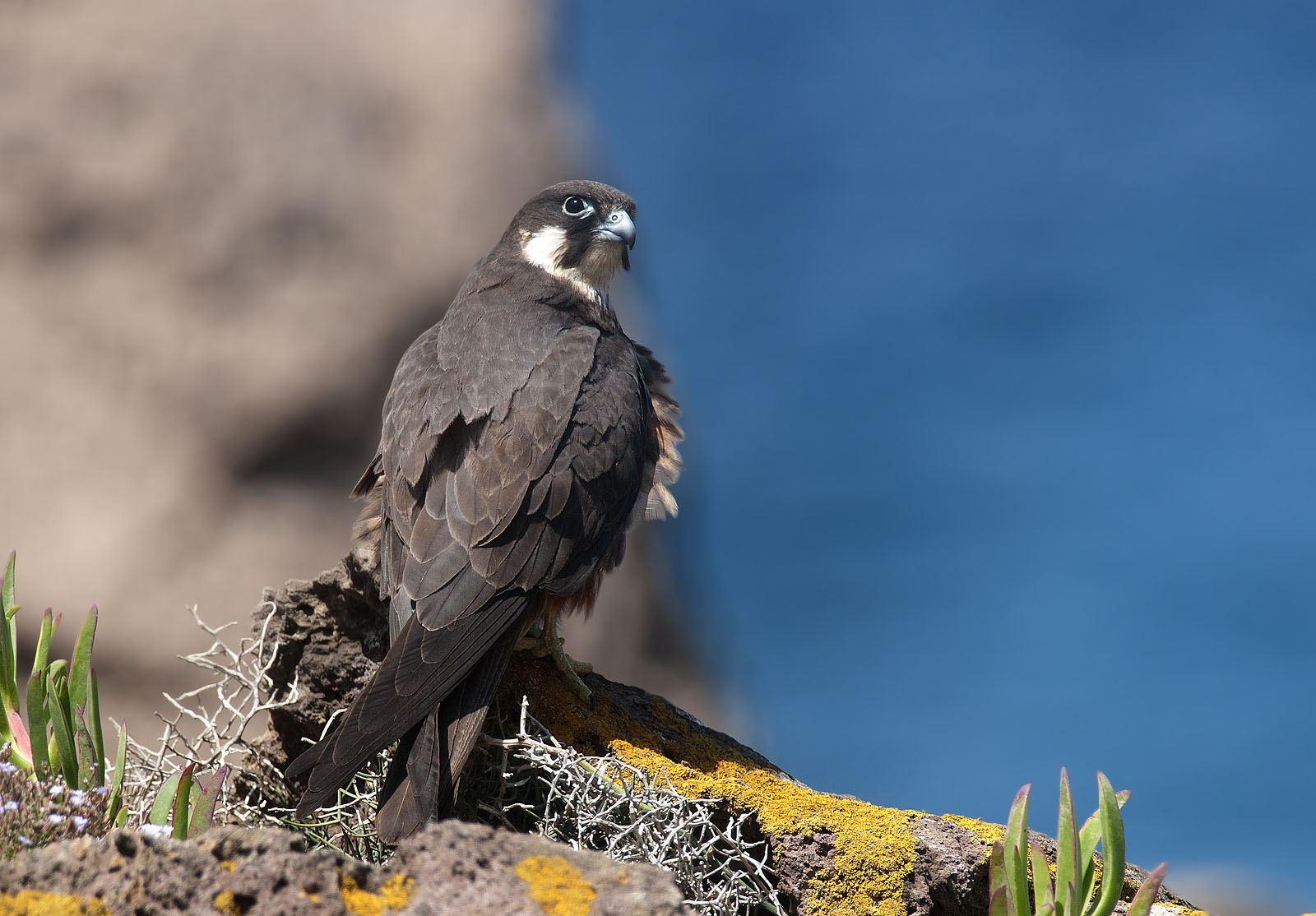 Eleonora's falcon on perch