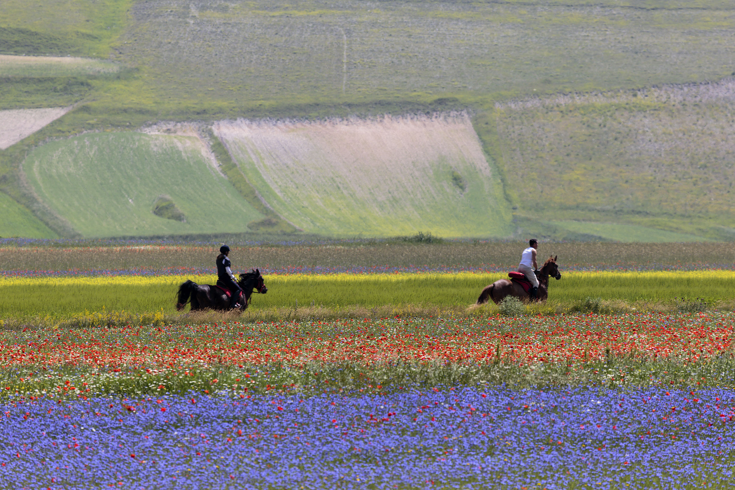 Galloping in the Plains ...