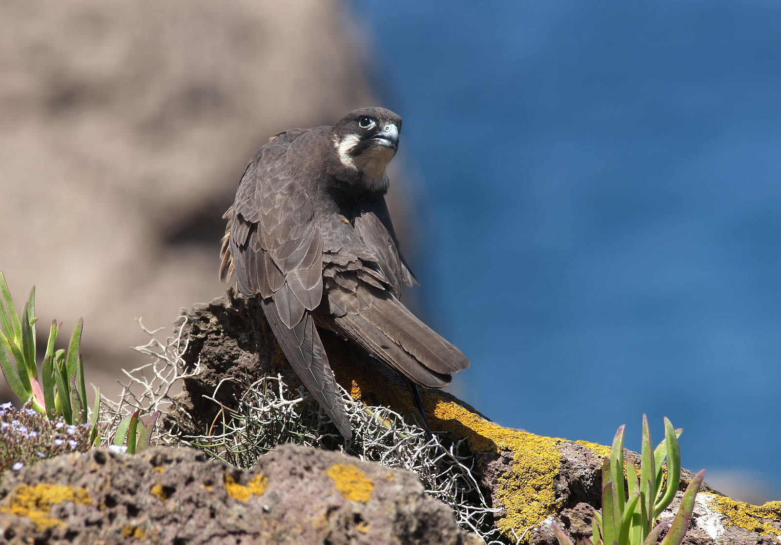 Eleonora's Falcon in cleaning