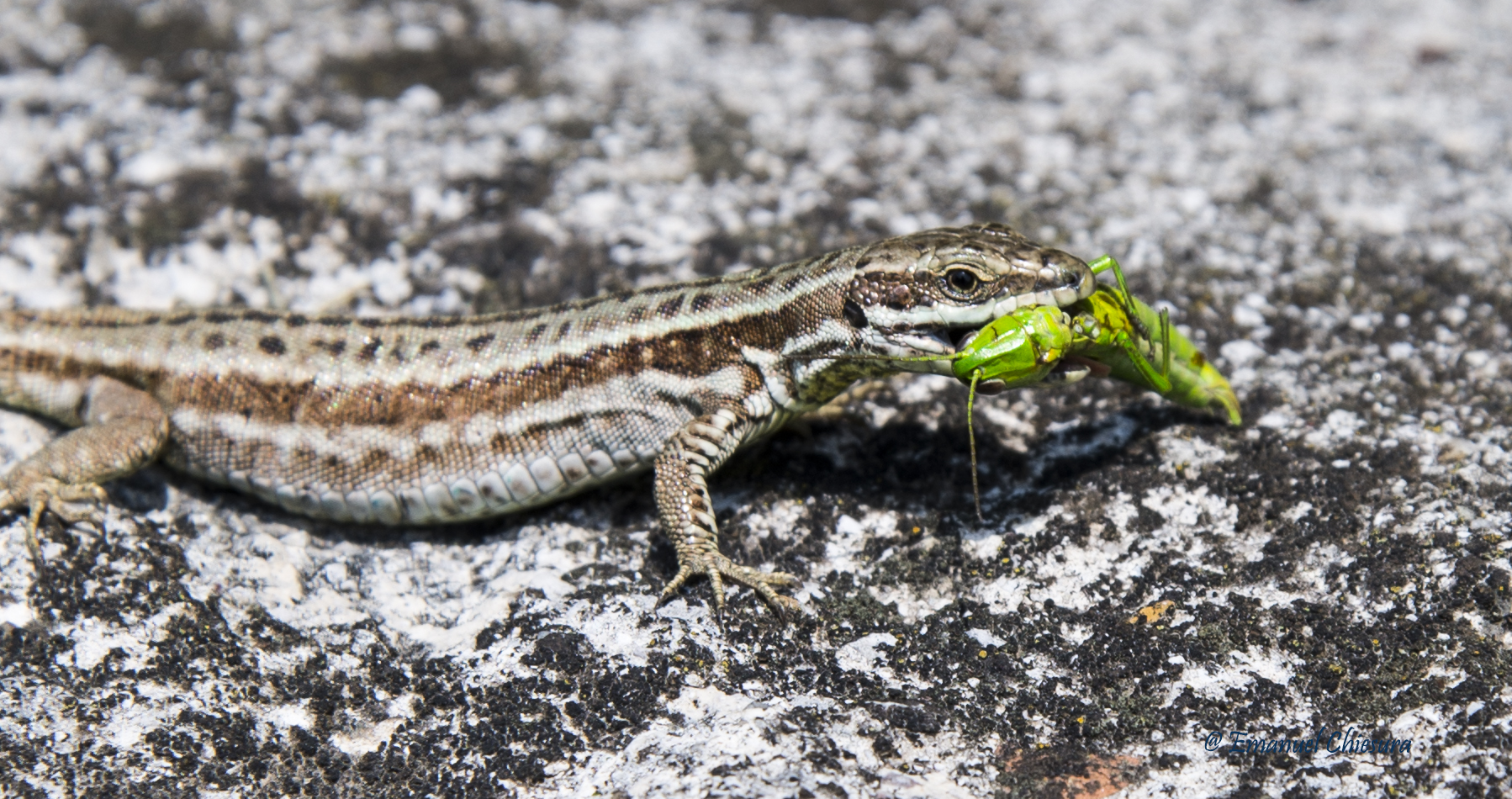 crocodile and grasshopper?