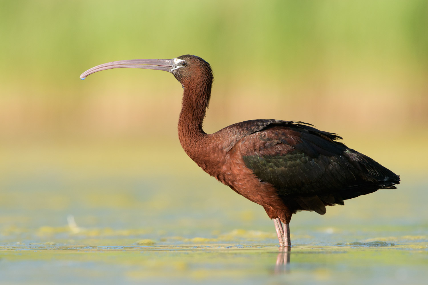 Glossy Ibis