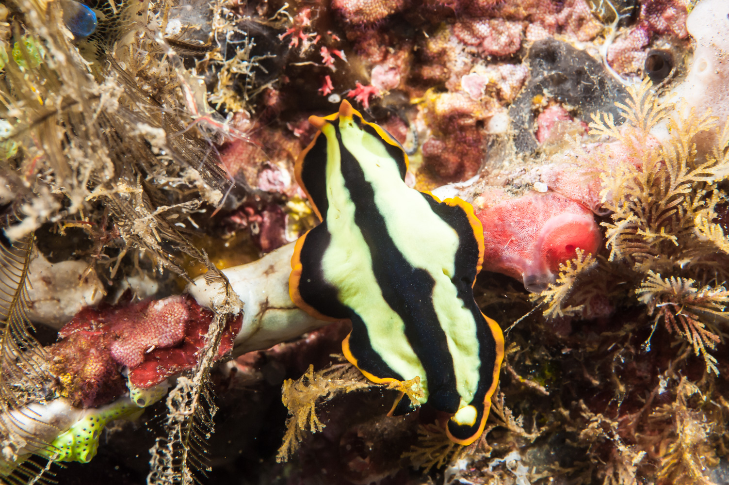 pseudoceros dimidiatus