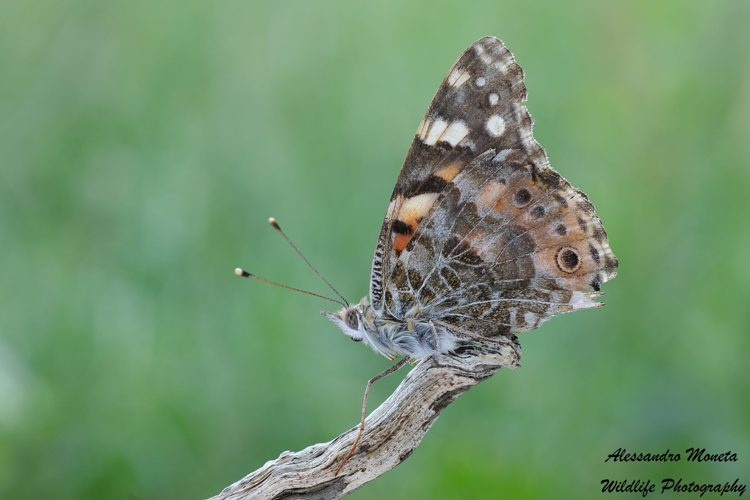 Vanessa cardui