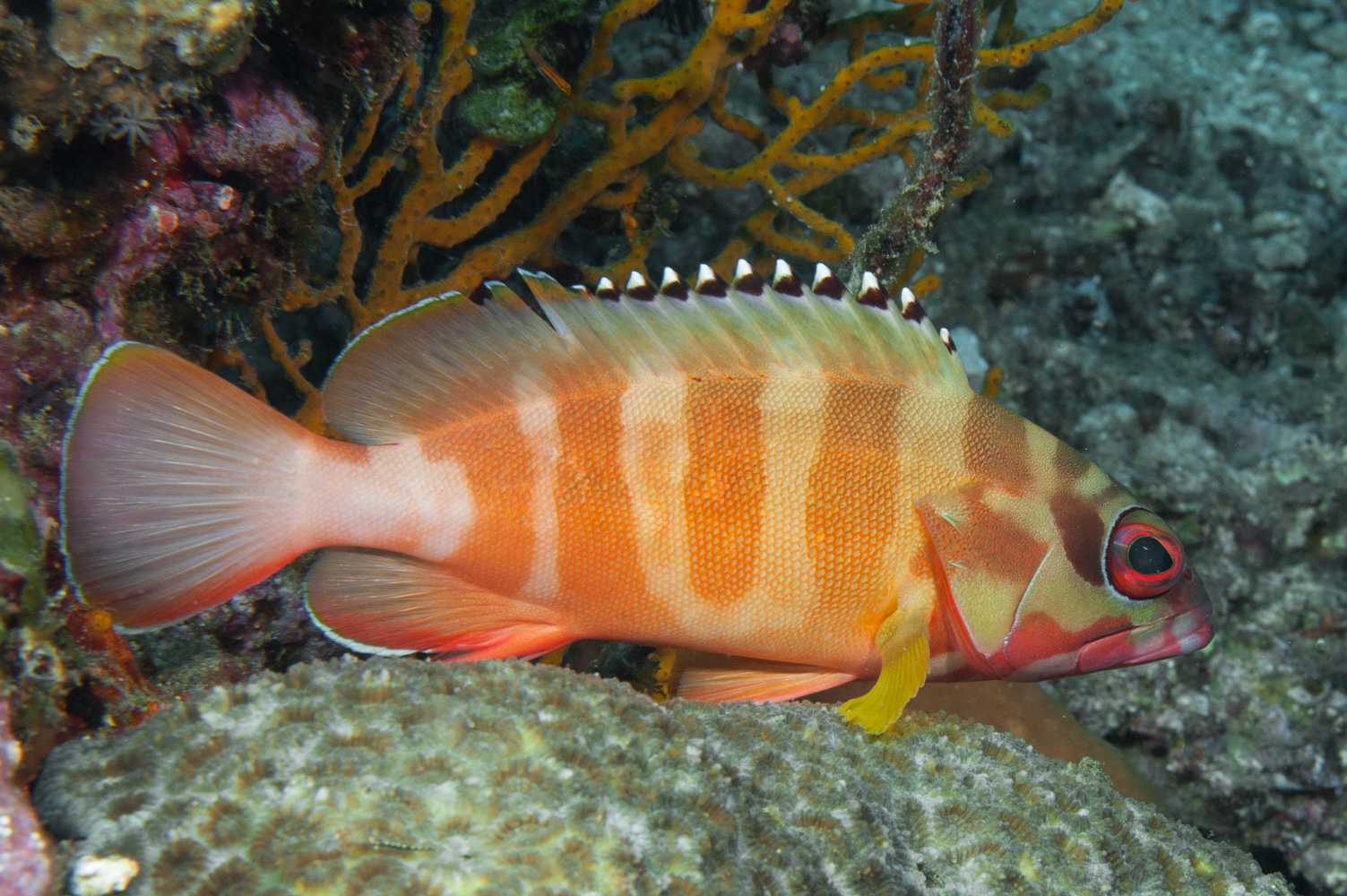 epinephelus fasciatus
