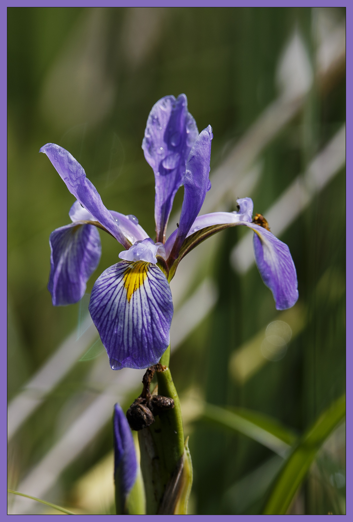 Wild Iris