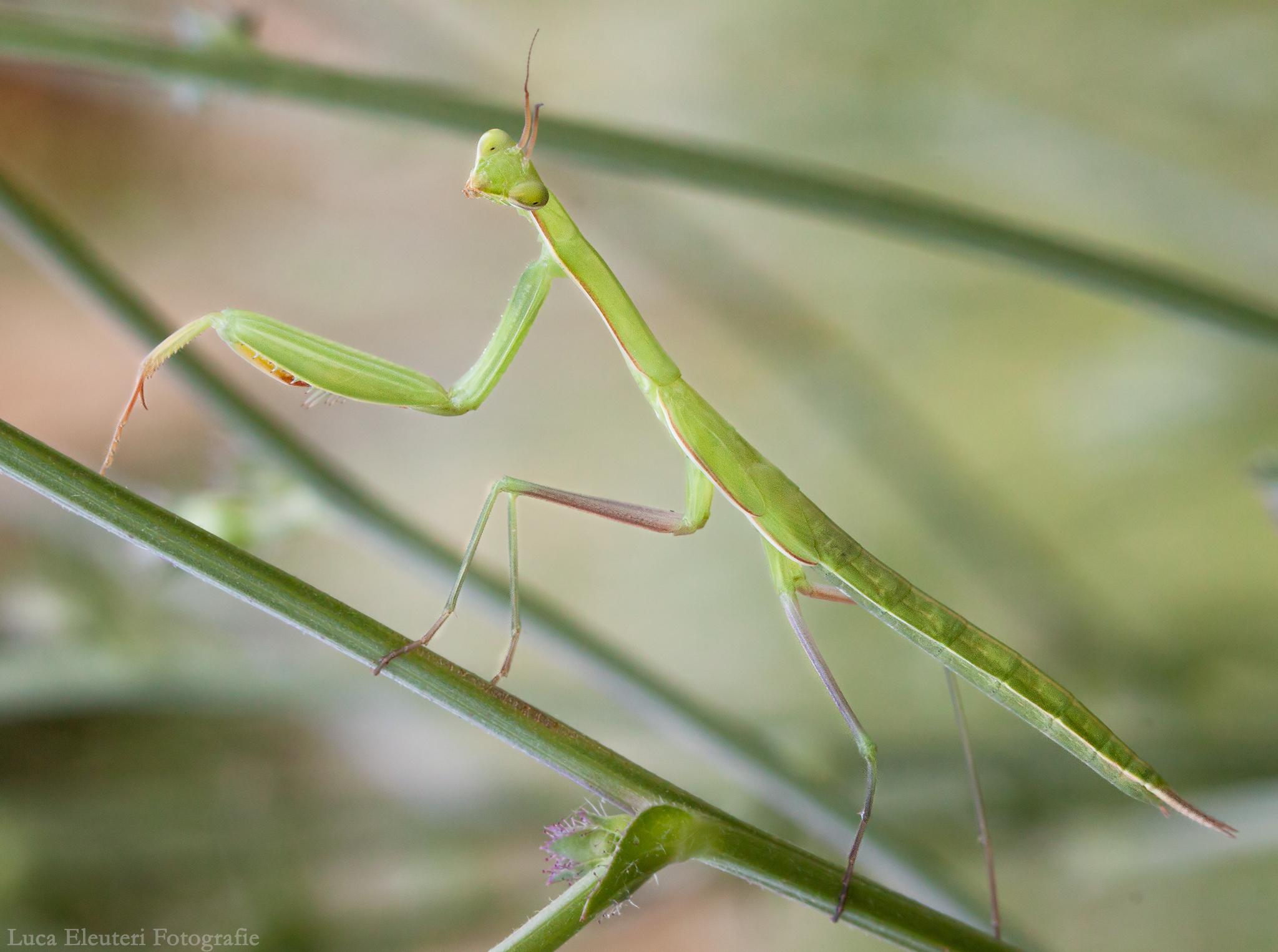 Religious Mantis