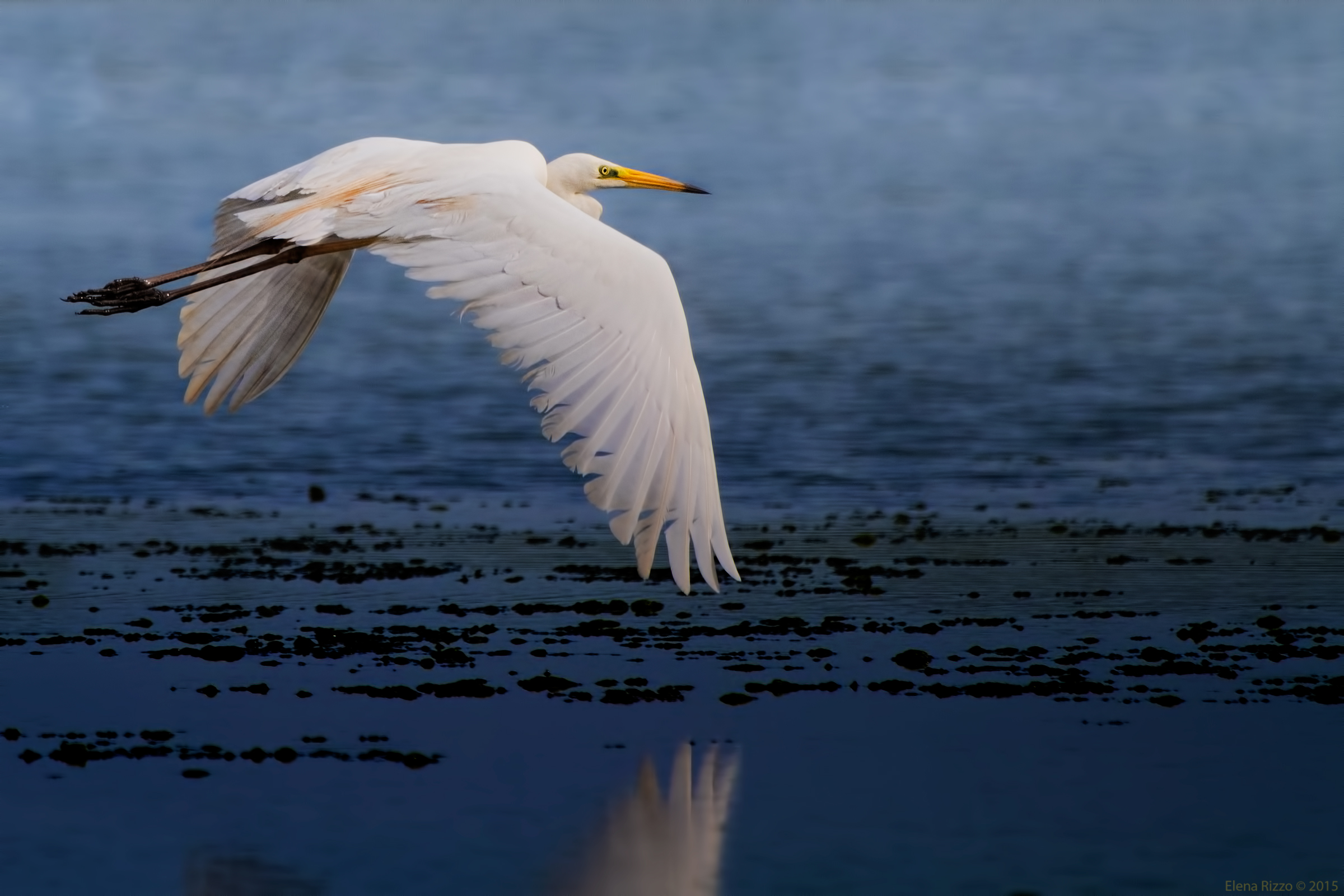 Airone bianco maggiore